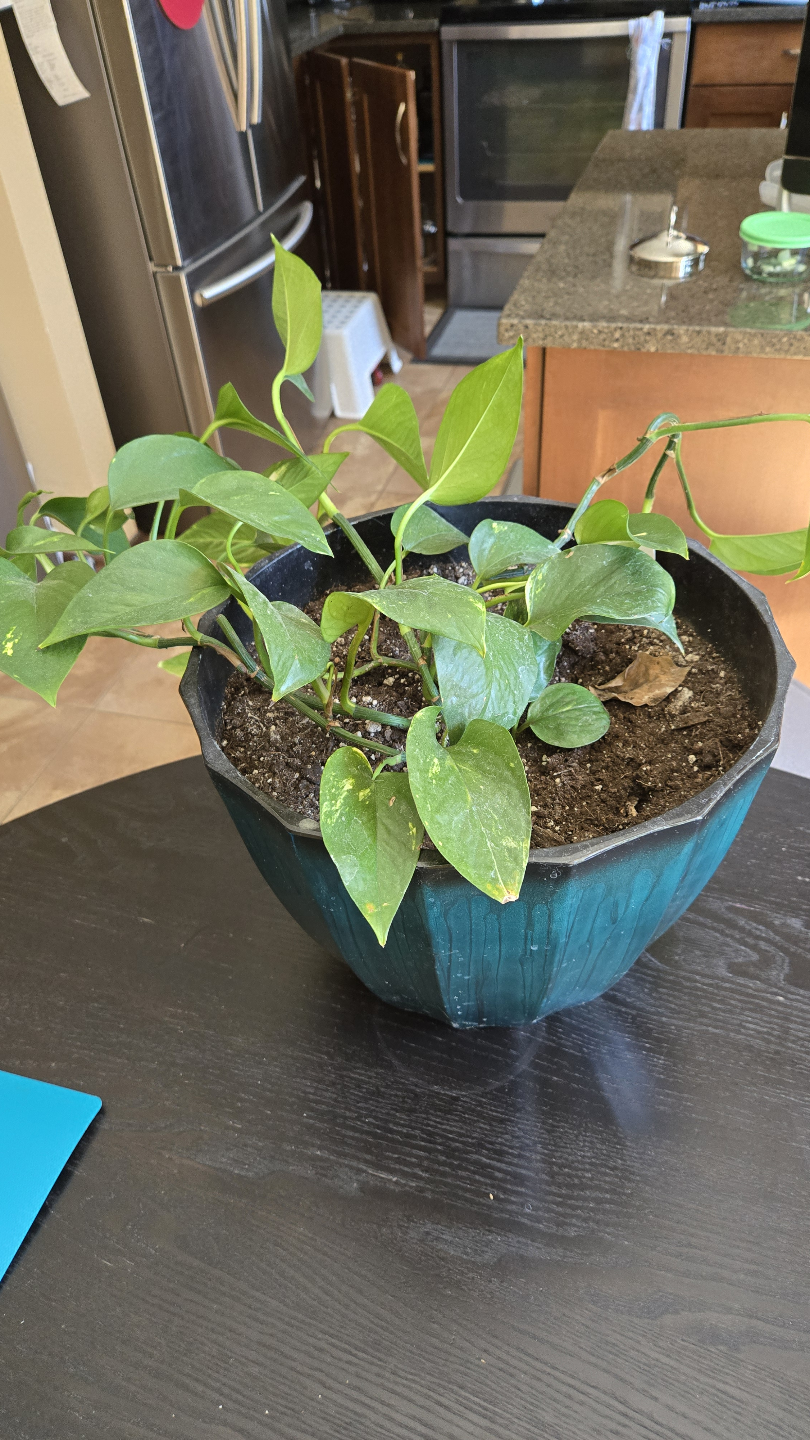 Houseplant Bundle: Peace Lily, Pothos, Croton - photo 5