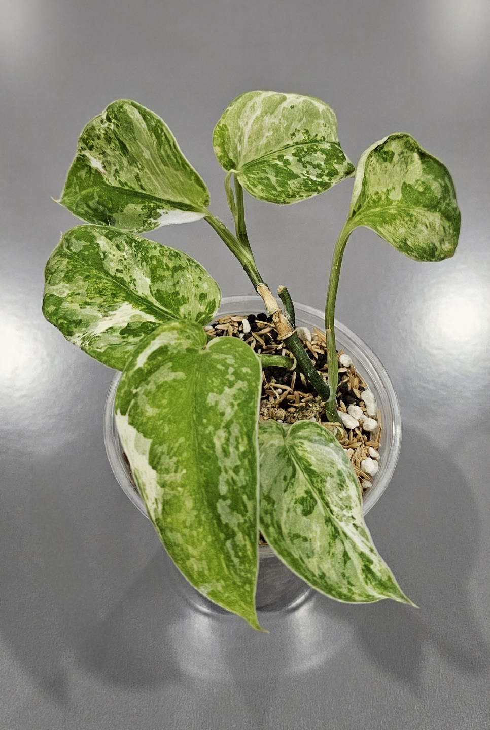Scindapsus Bahorok