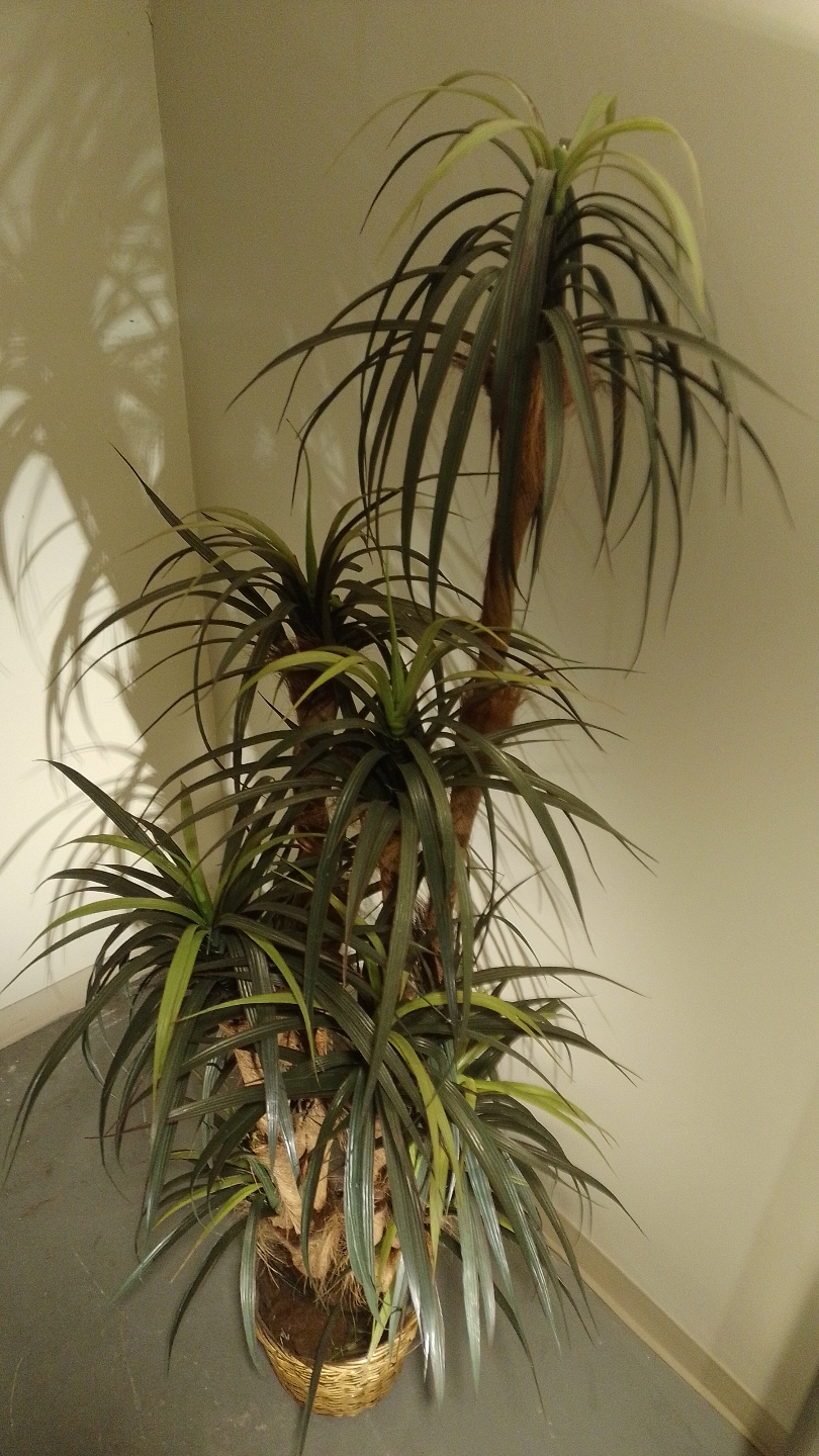 Large Artificial Dragon Tree in Decorative Basket - photo 2