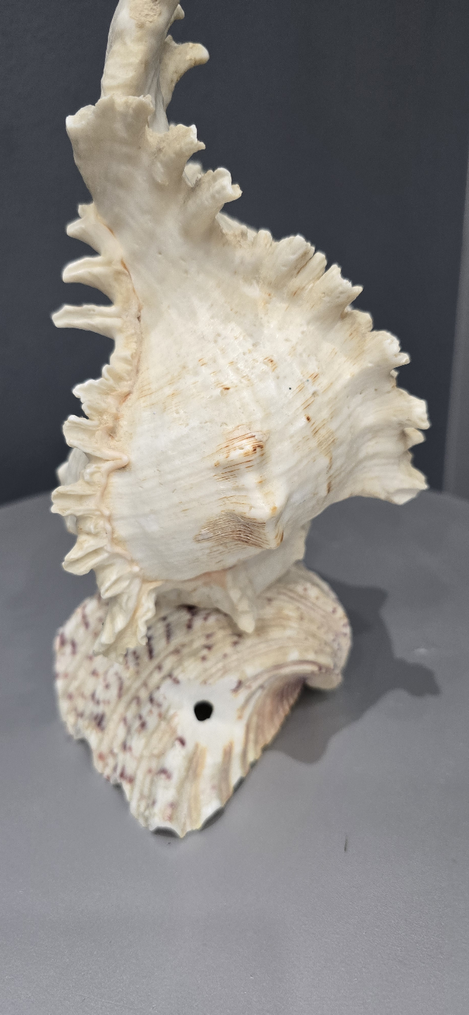 Decorative Sea Shell Decor Lamp - photo 2