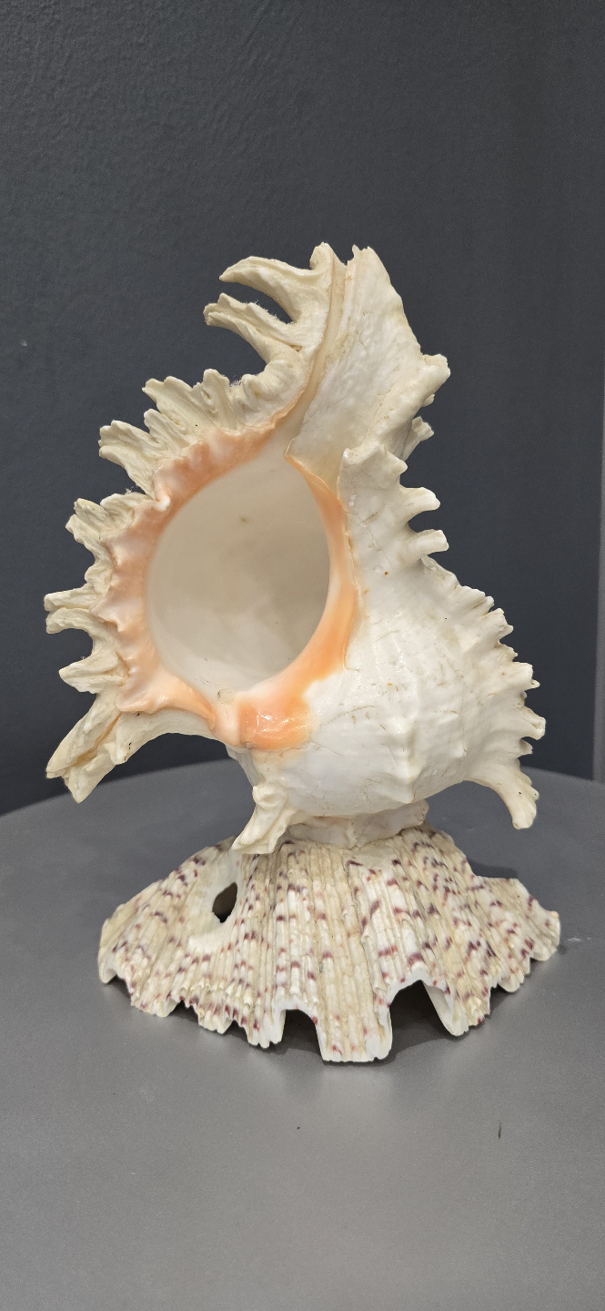 Decorative Sea Shell Decor Lamp - photo 3