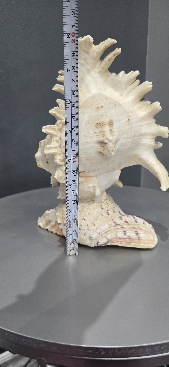 Decorative Sea Shell Decor Lamp - photo 4