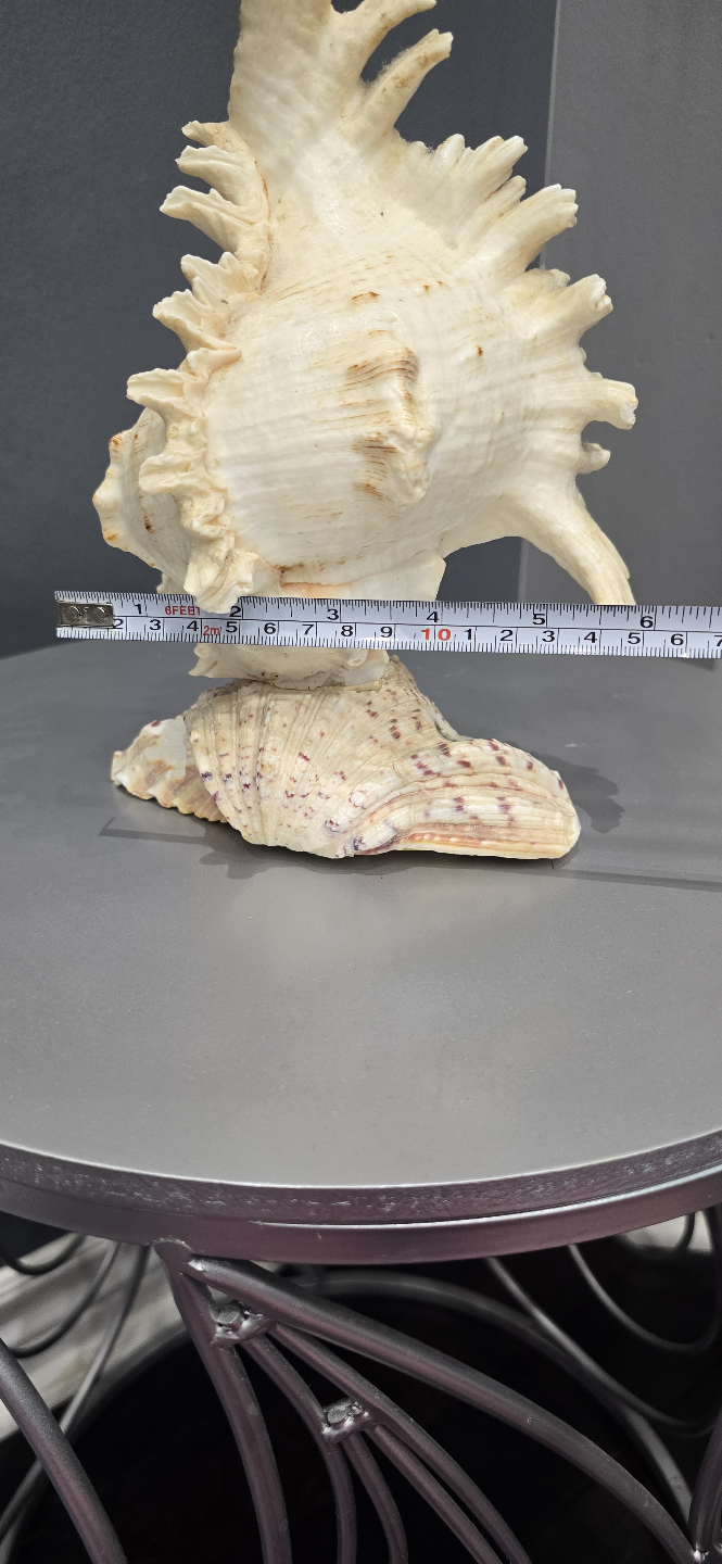 Decorative Sea Shell Decor Lamp - photo 5