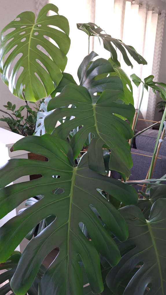 Large Monstera deliciosa plant - photo 2