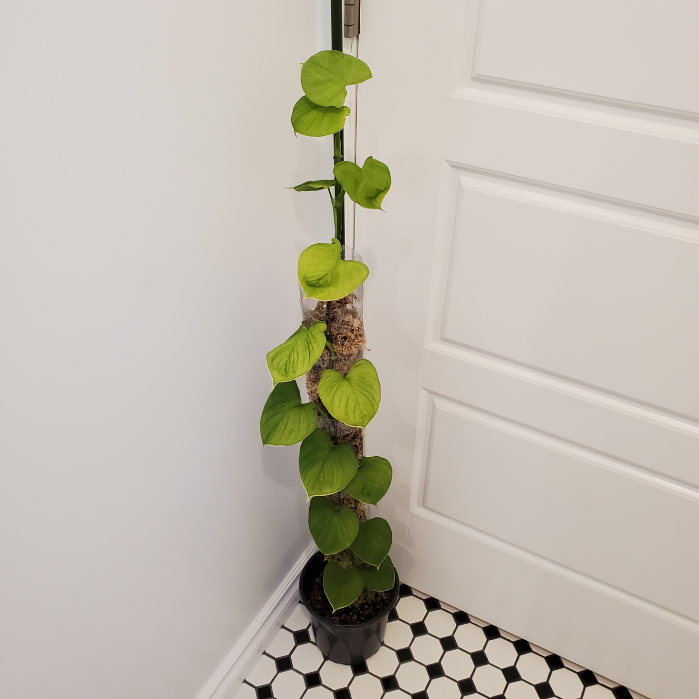 Philodendron Fibraecataphyllum 🧡 - photo 2