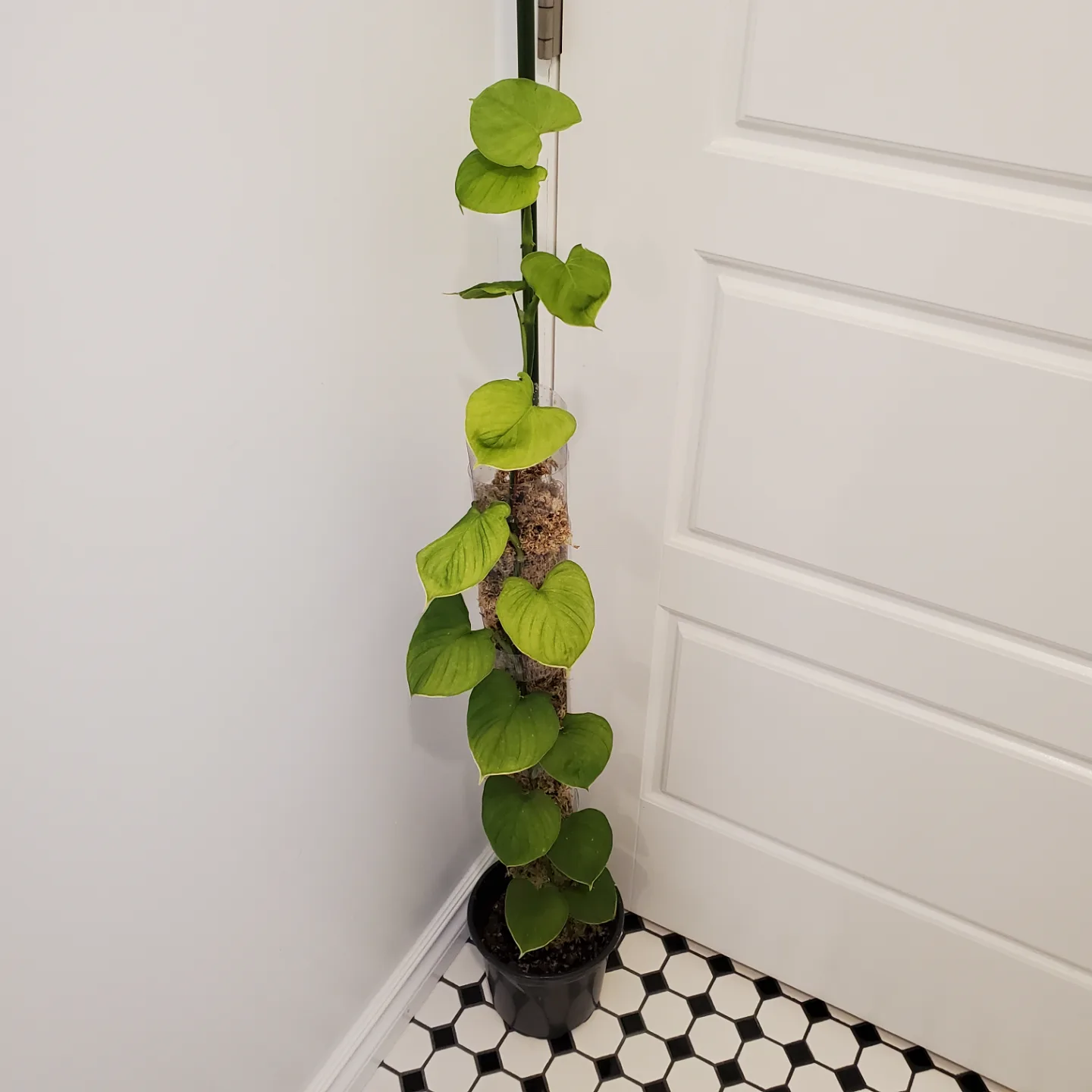 Philodendron Fibraecataphyllum 🧡 image indicator(2)