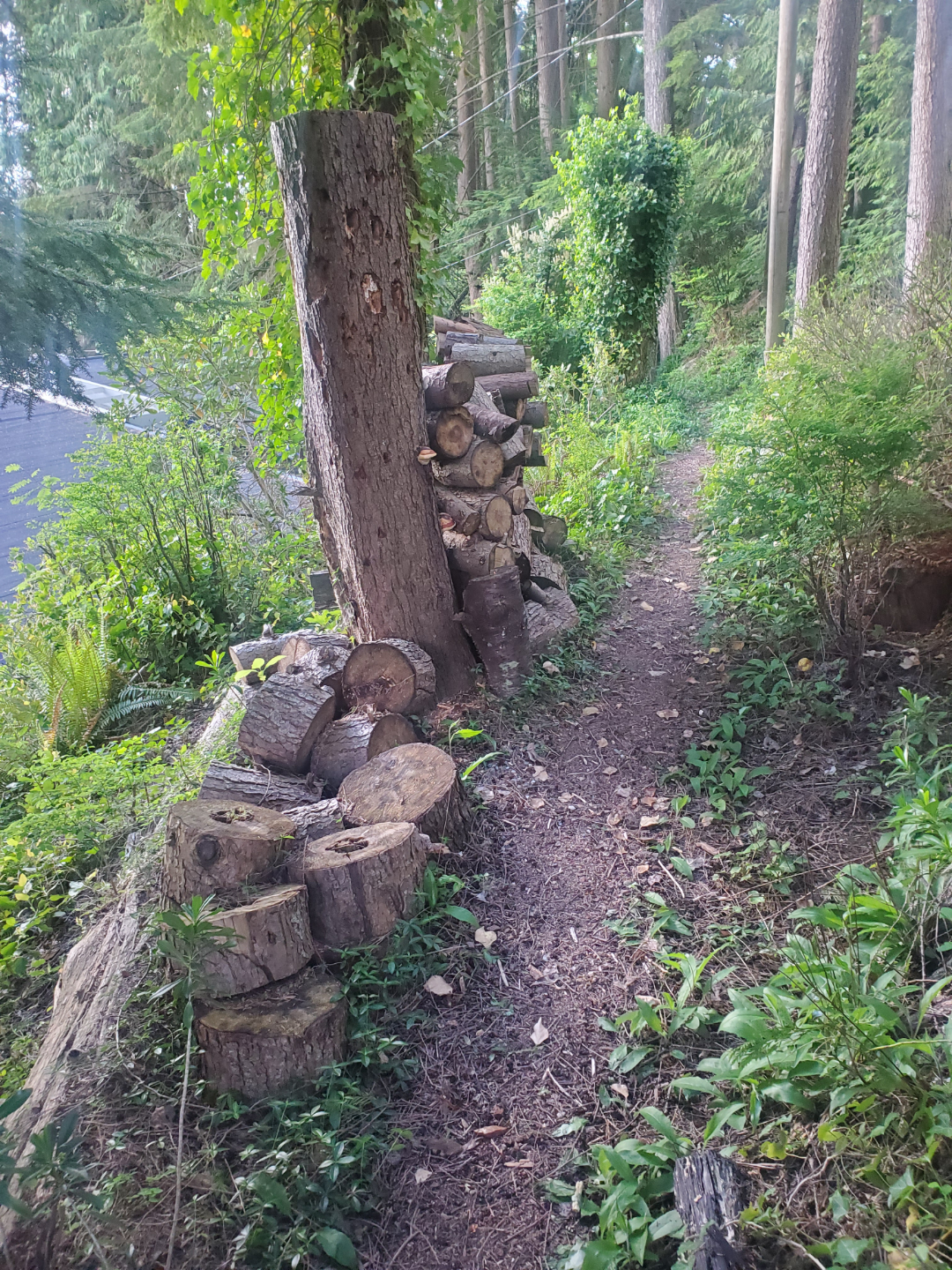 free firewood - photo 3