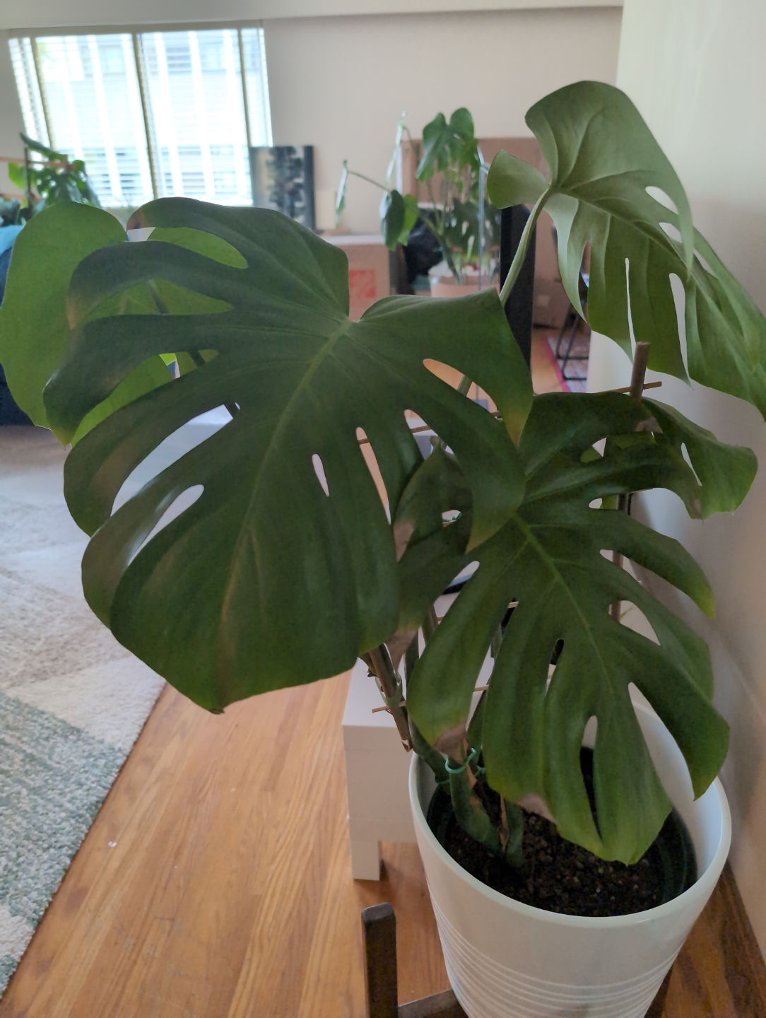 Monstera deliciosa plant in white pot. - photo 2