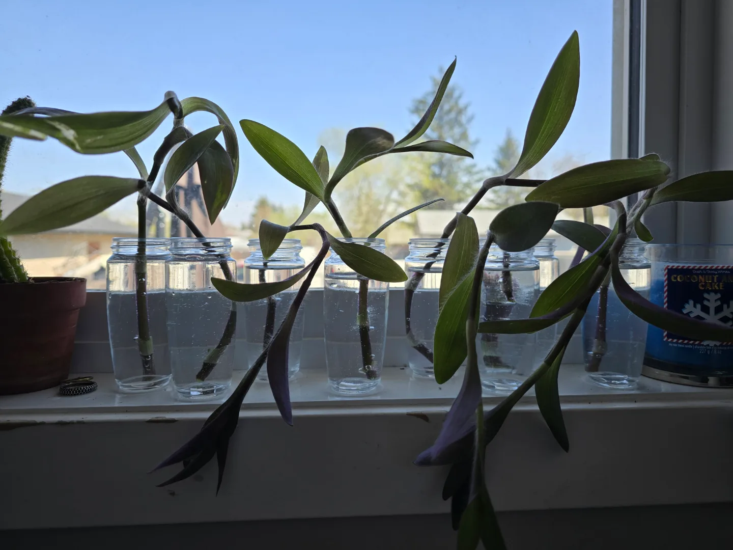 Purple heart cuttings - propagating thumbnail