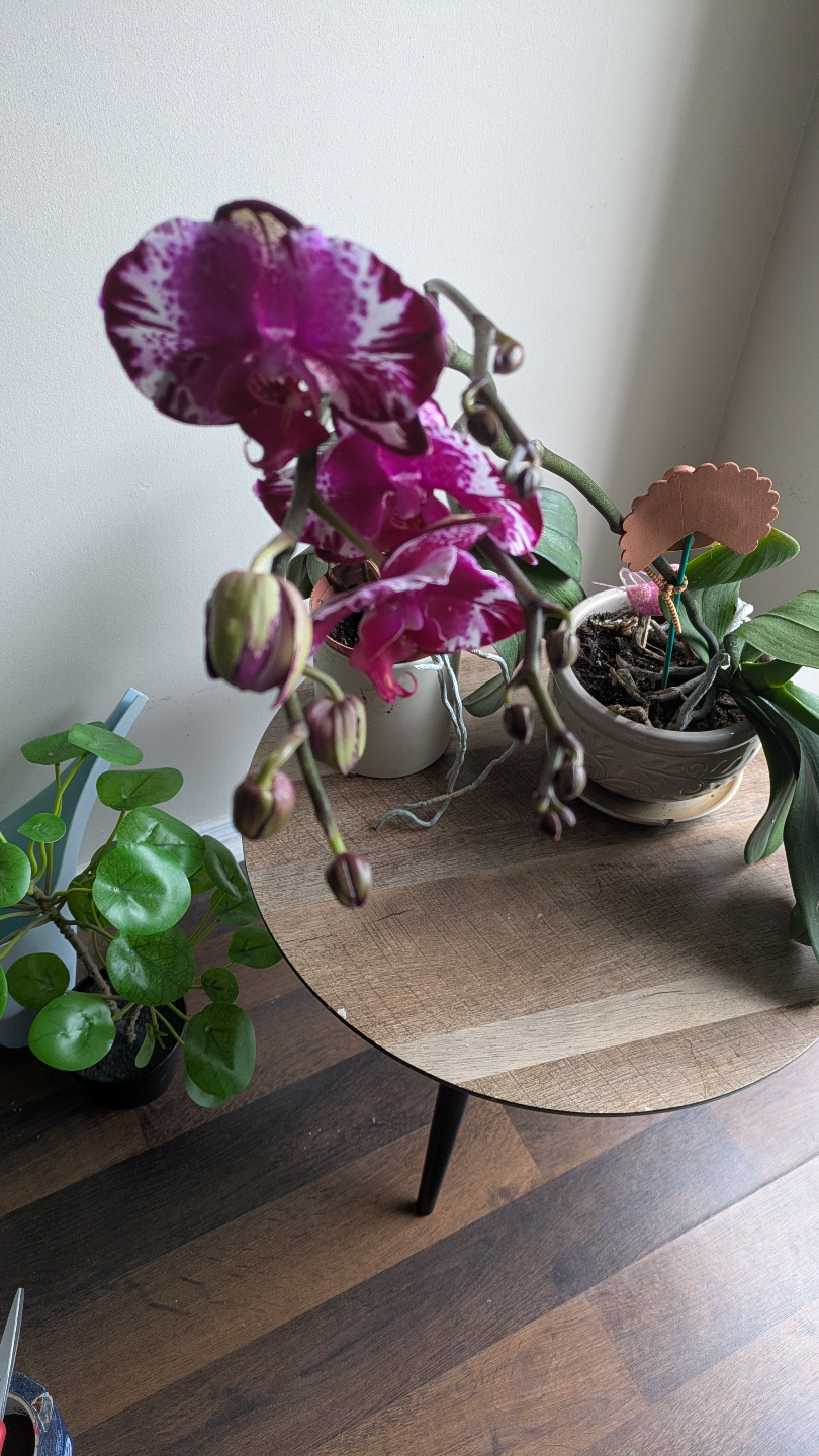 Phalaenopsis Orchid - Purple and White Blooms - photo 2