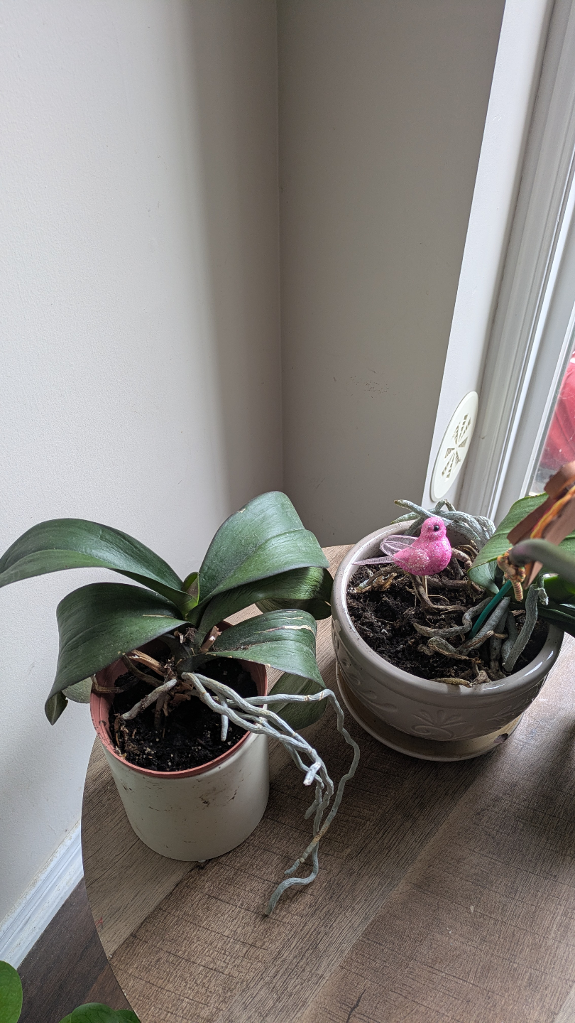 Phalaenopsis Orchid - Purple and White Blooms - photo 3