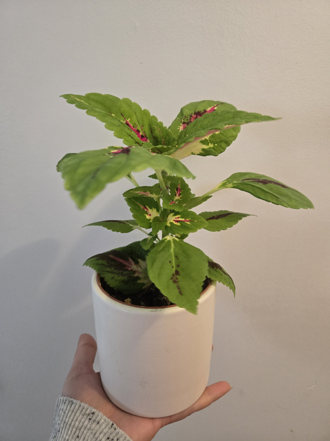 Coleus plant in white pot - photo 2