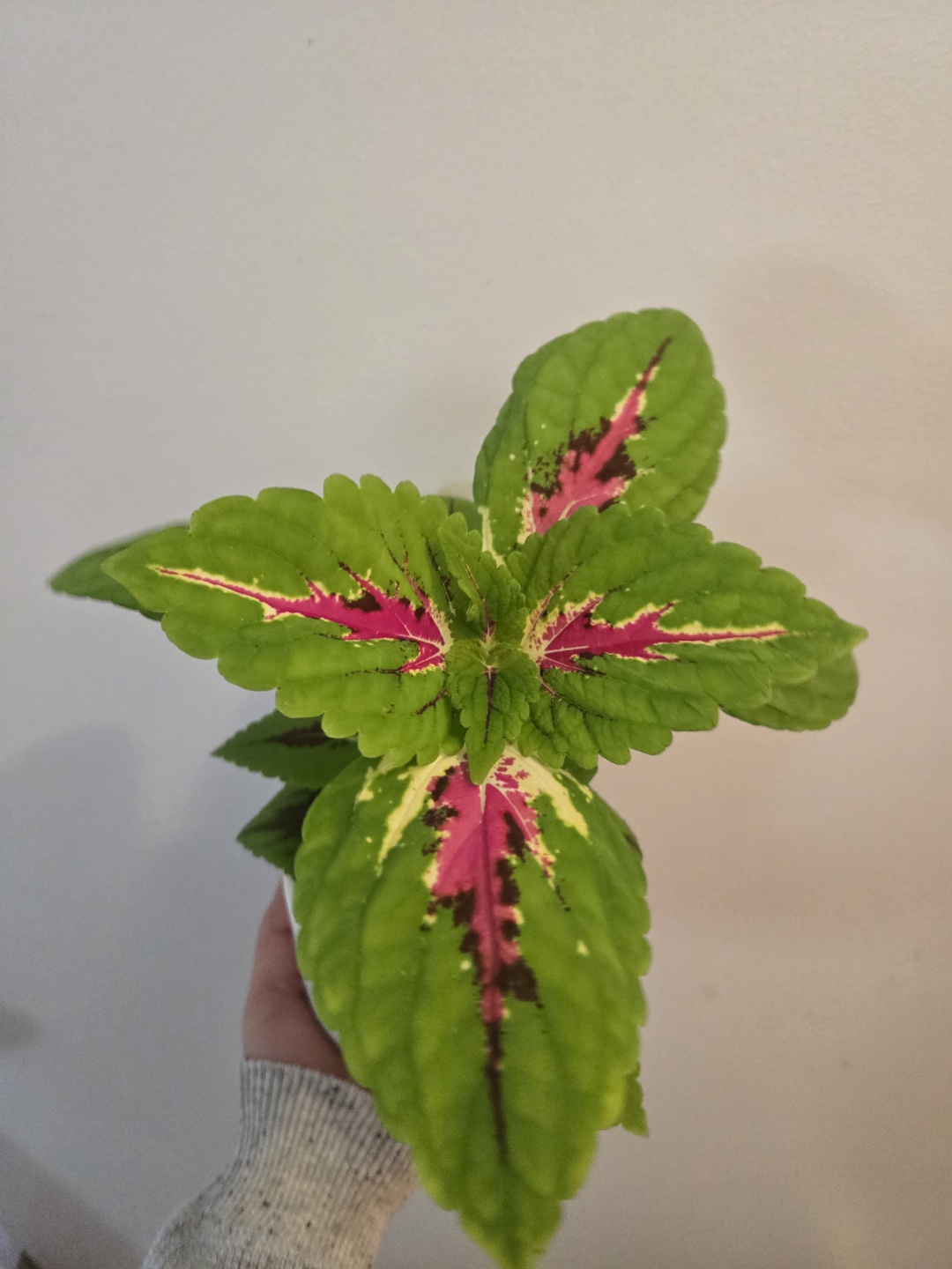 Coleus plant in white pot