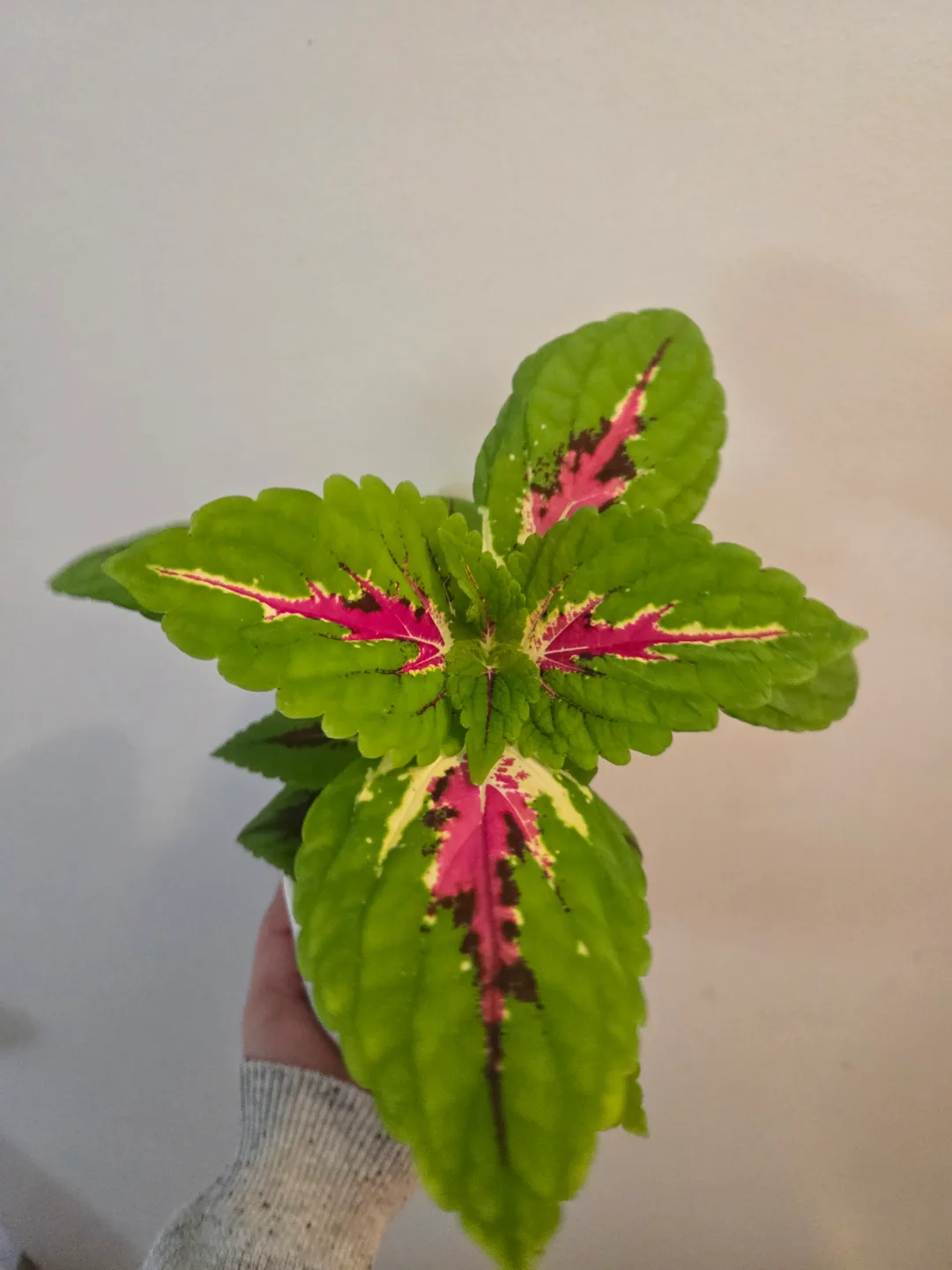 Coleus plant in white pot thumbnail