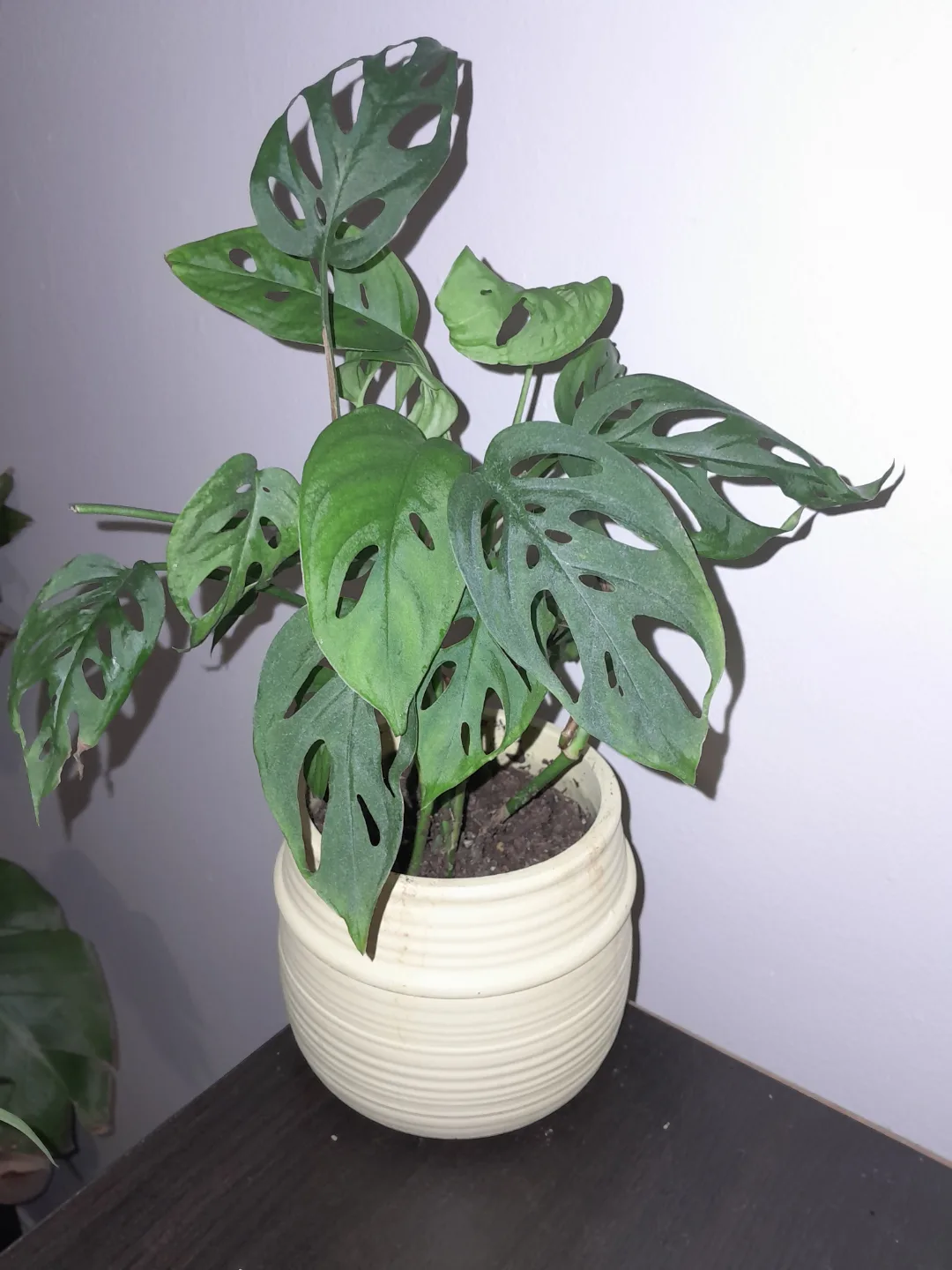 Monstera adansonii plant in pot thumbnail