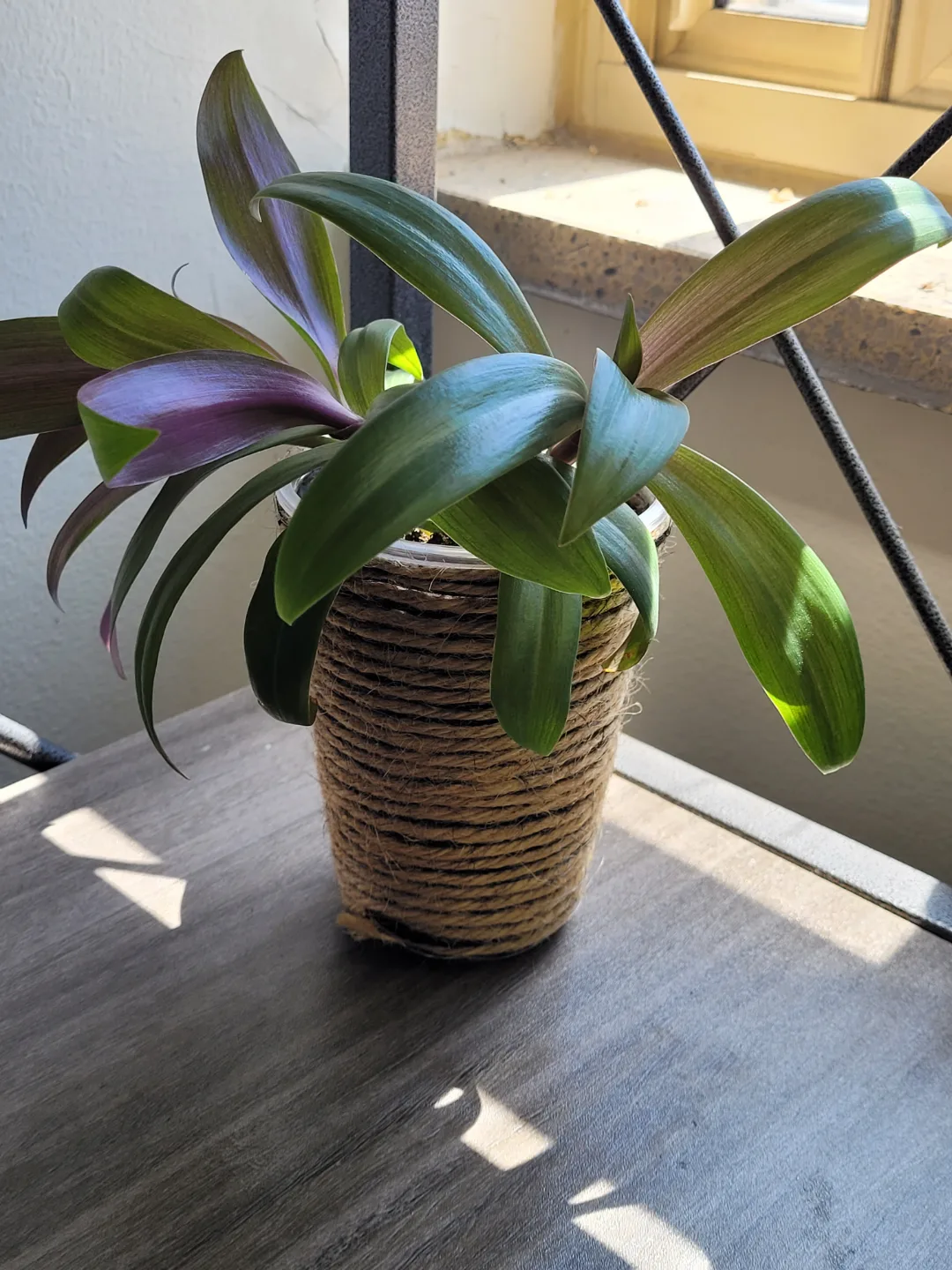 purple boat lilly houseplant thumbnail