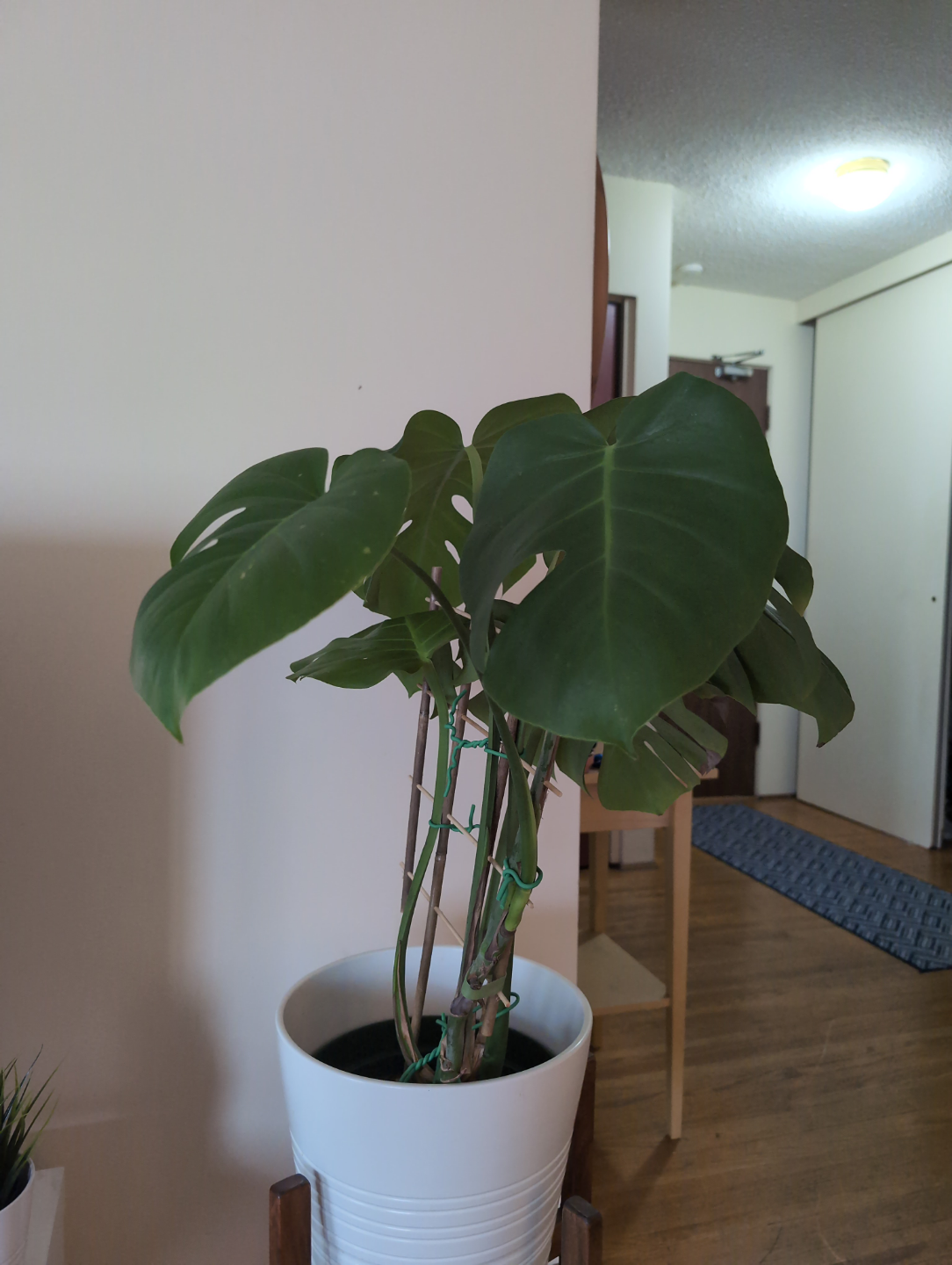 Monstera deliciosa plant in white pot.