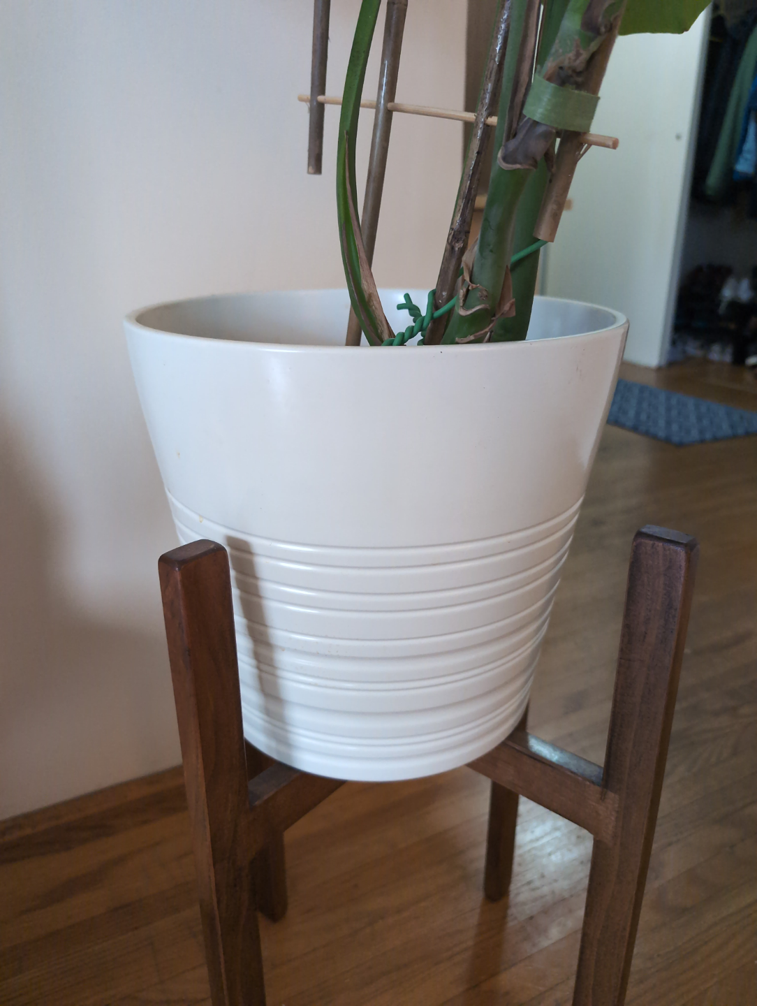 Monstera deliciosa plant in white pot. - photo 4