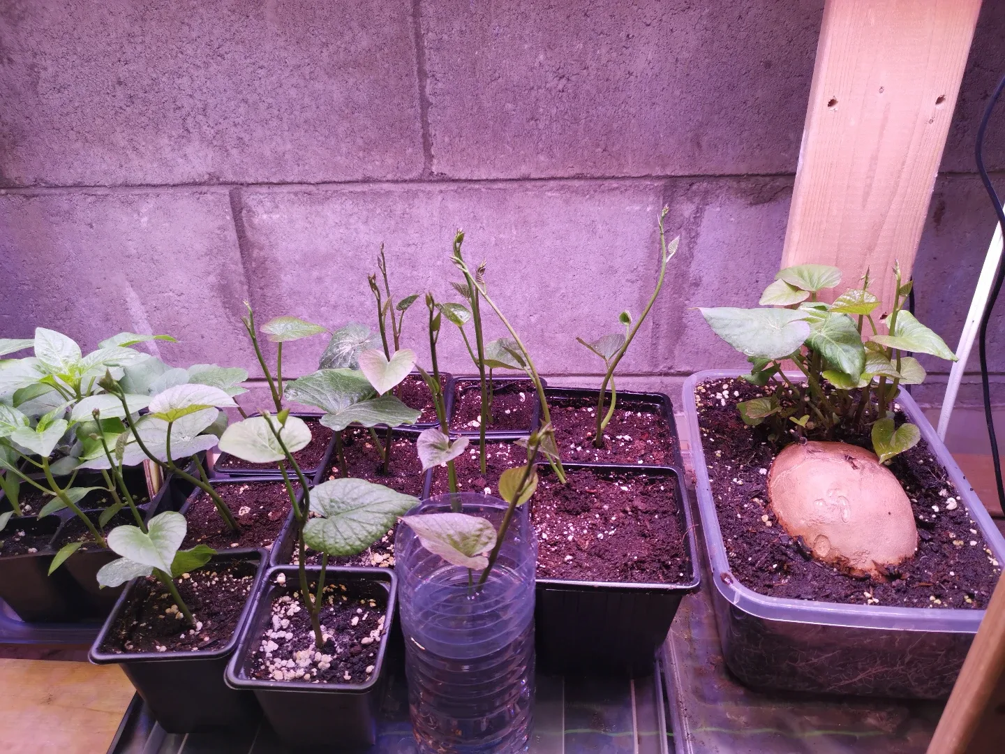 Sweet Potato Slips - Ready to Plant thumbnail