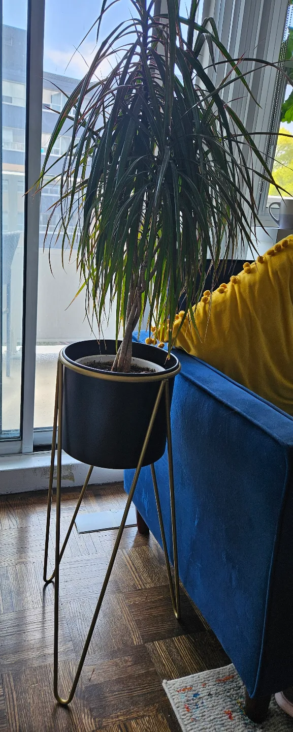 Dracaena Marginata with plant stand thumbnail