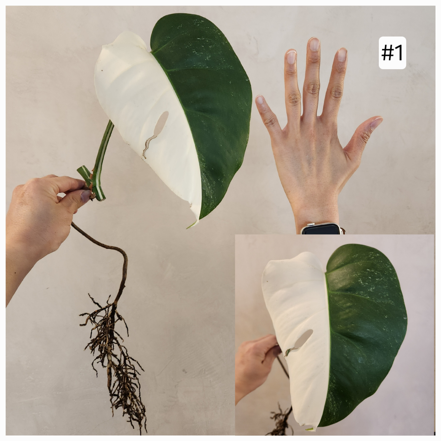Albo Monstera 2nd Sale – Now Open!