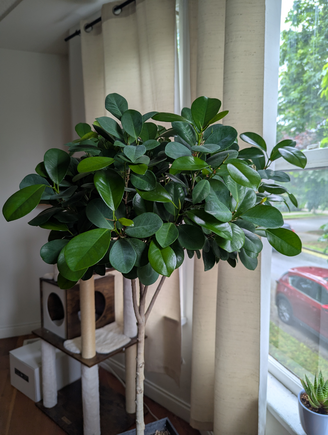 Large Ficus microcarpa tree in black planter