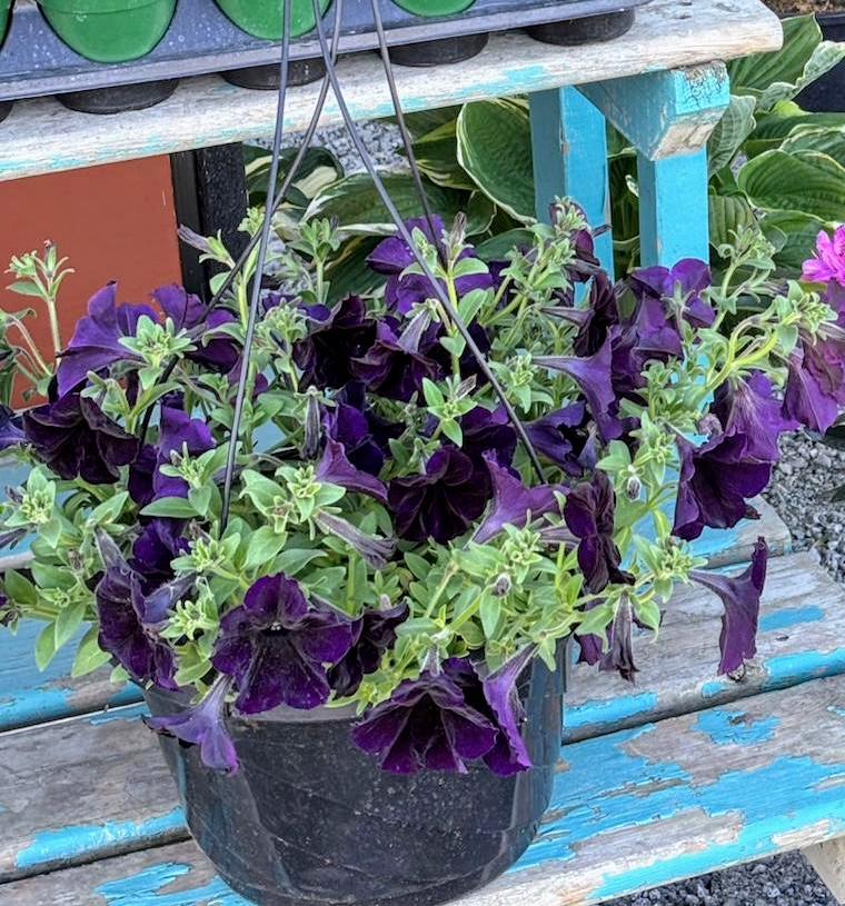Flower baskets - photo 4