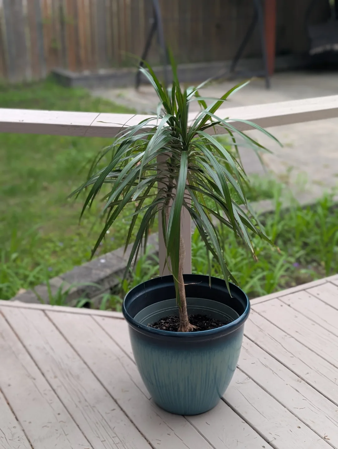 Dracaena marginata plant in teal pot image indicator(2)
