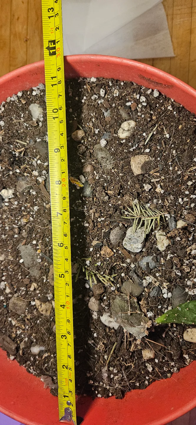 Large Coral Plastic Plant Pot image indicator(3)