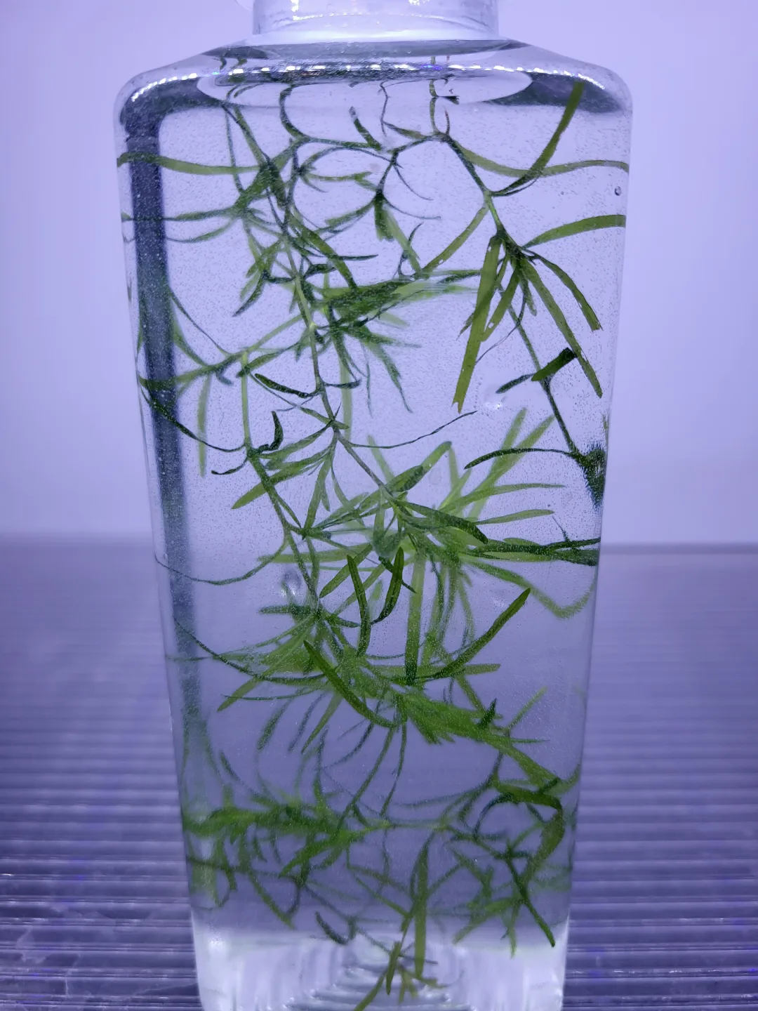 Easy Live Aquarium Plants (FREE for exchanging) thumbnail