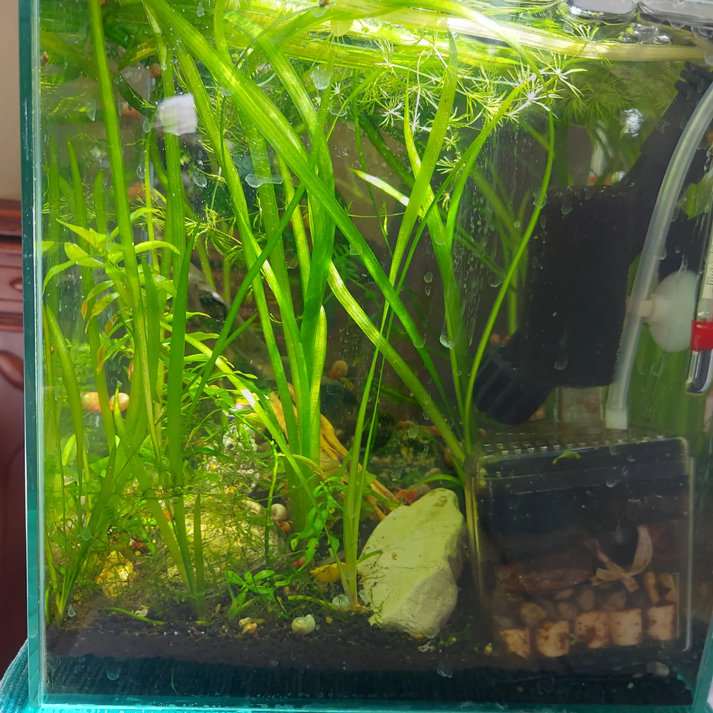 Jungle Vallisneria For Your Planted Aquarium Tank Setup image indicator(3)