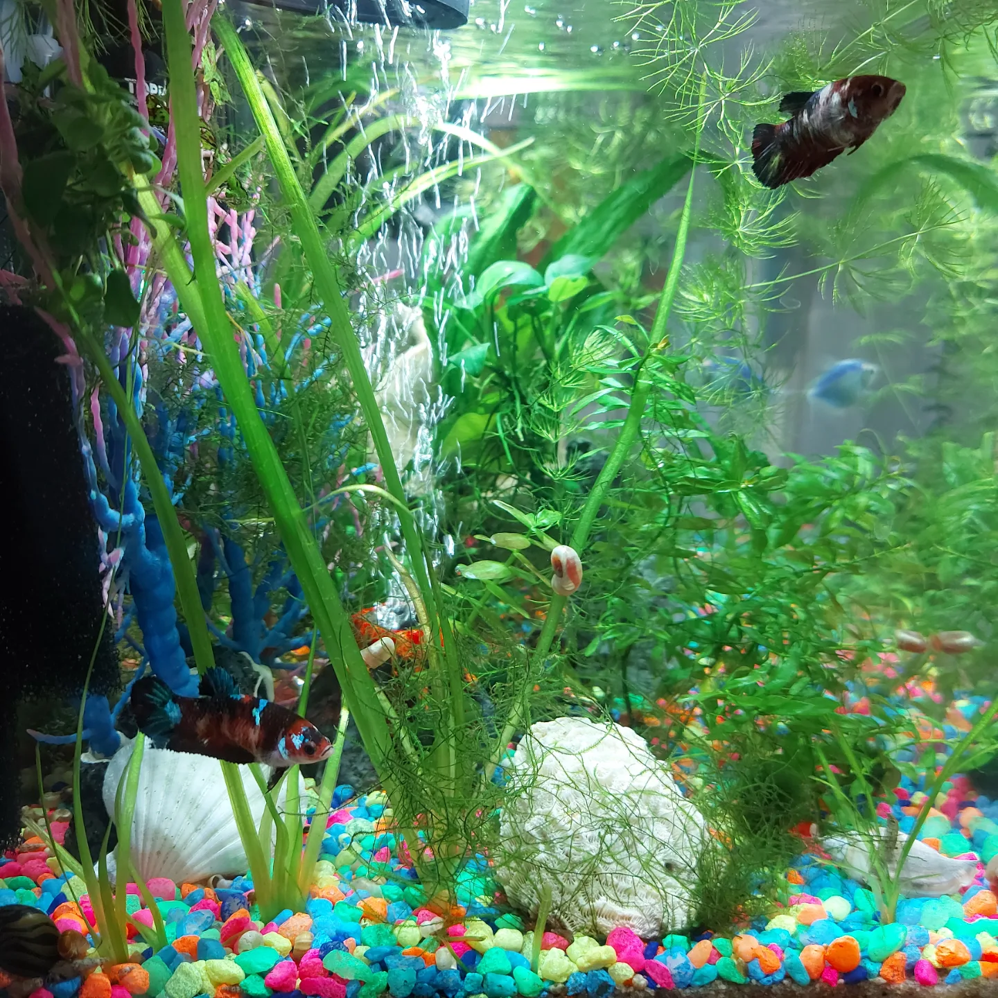 Jungle Vallisneria For Your Planted Aquarium Tank Setup image indicator(5)