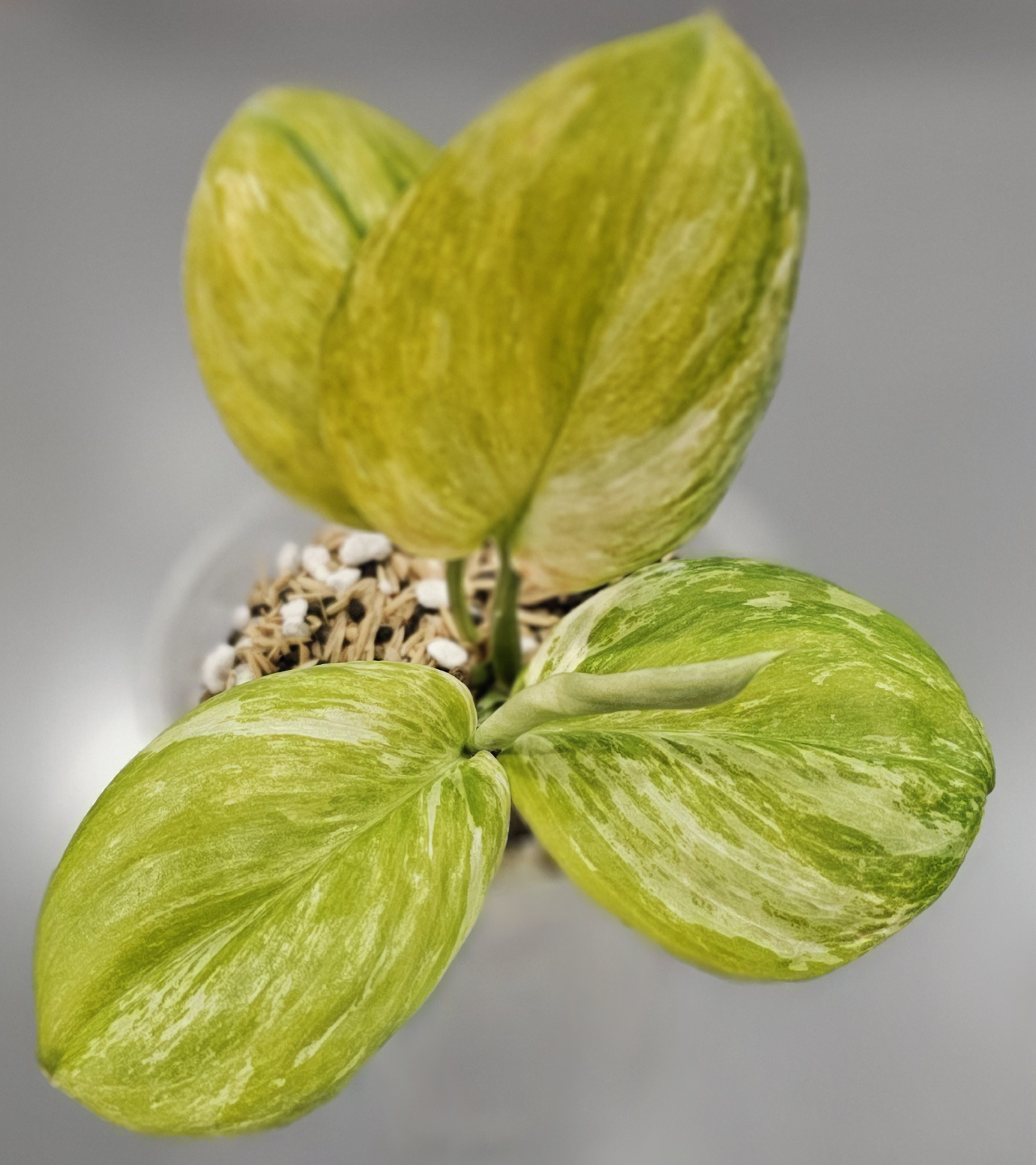 Scindapsus Treubii Tricolor