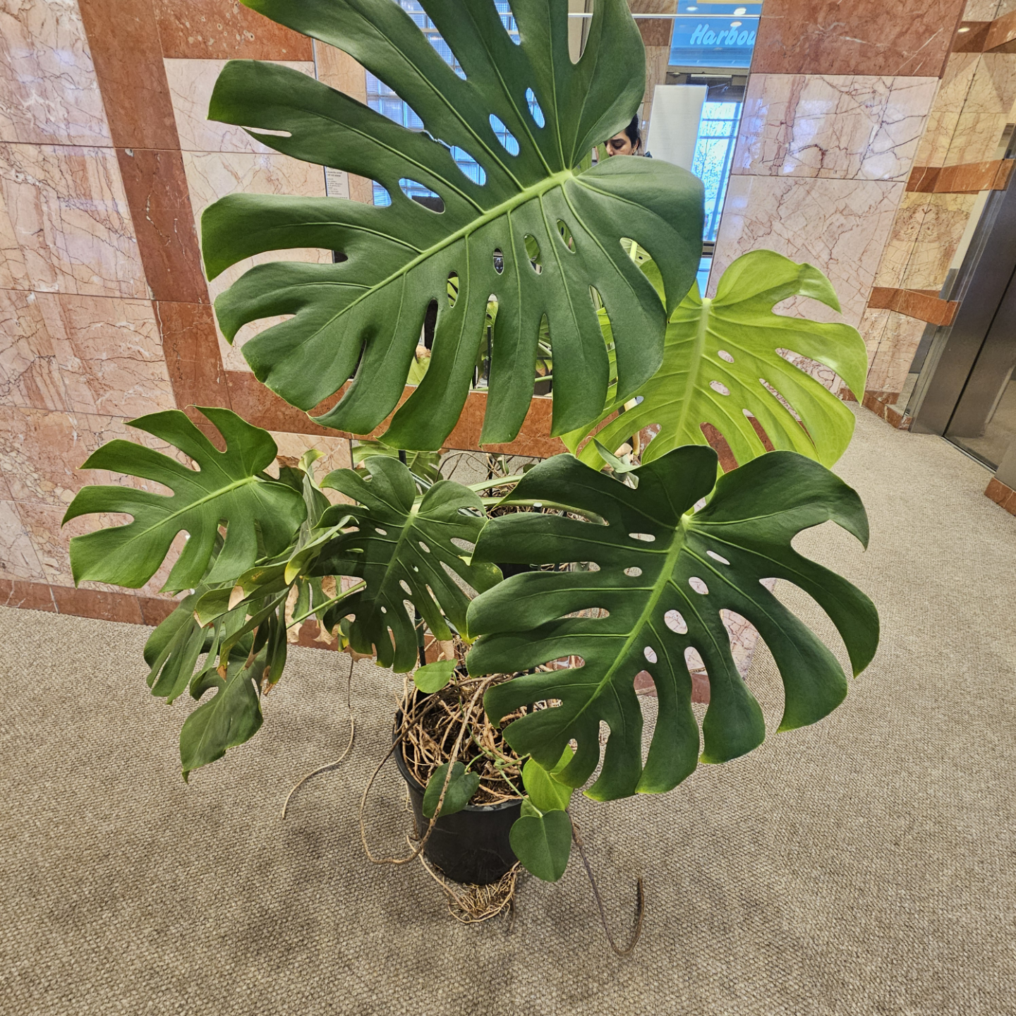 reserve Large Monstera deliciosa plant