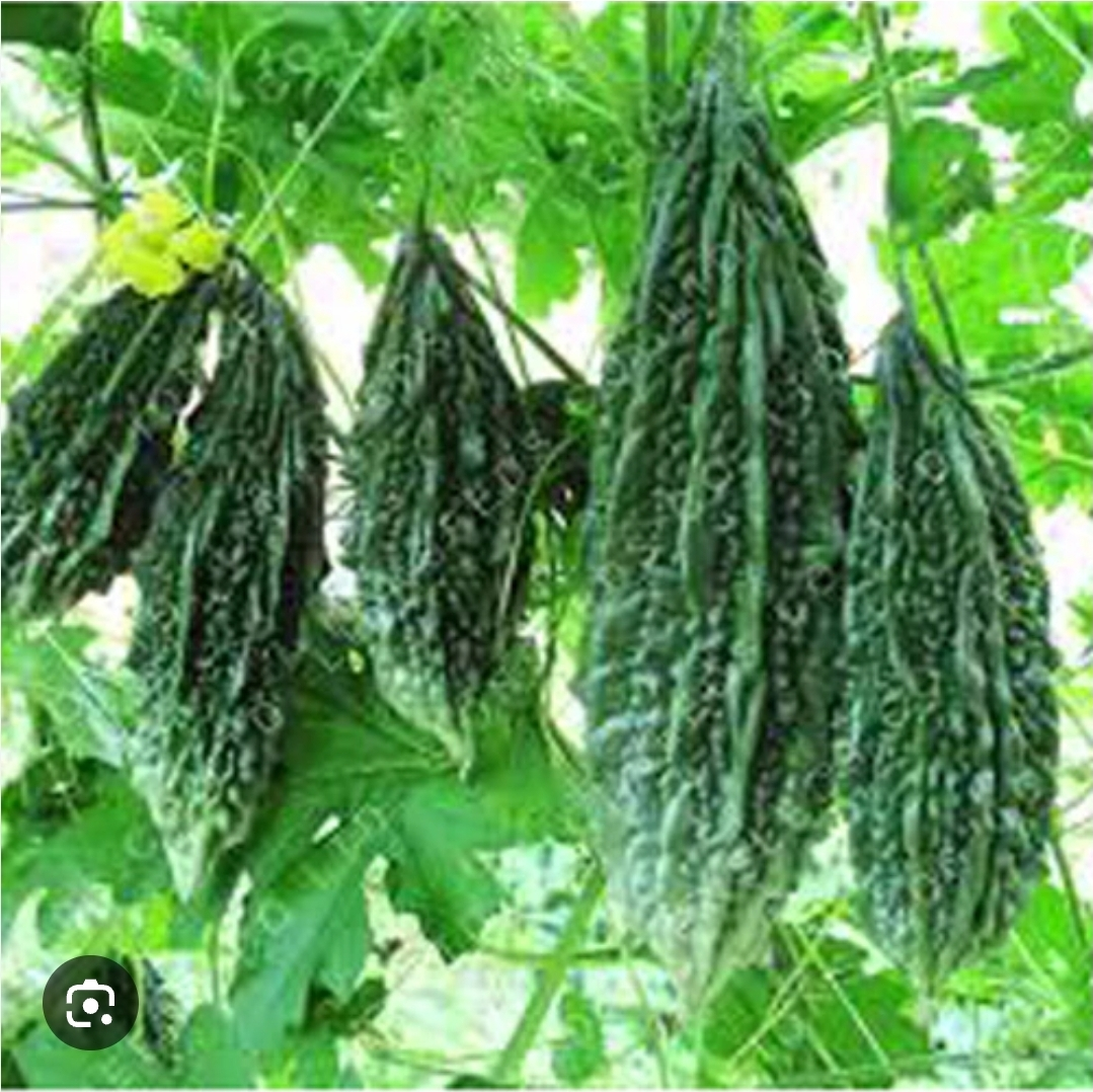 Bitter Melon Seedlings