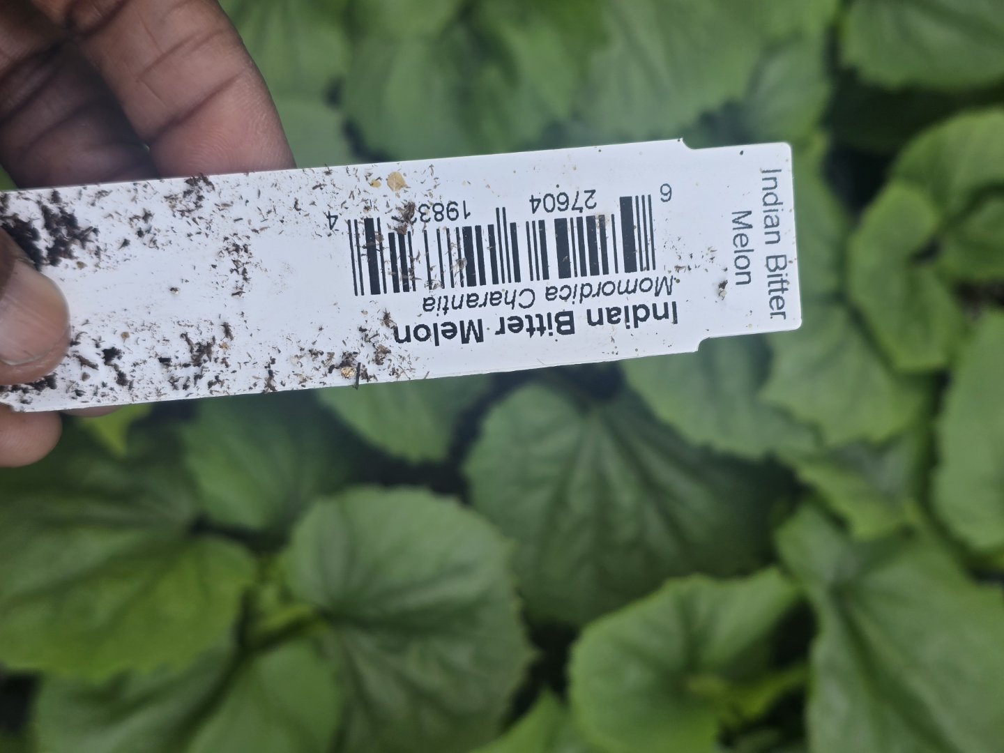 Bitter Melon Seedlings - photo 3