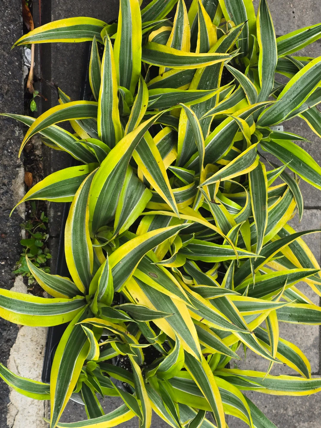 Dracaena Reflexa image indicator(2)