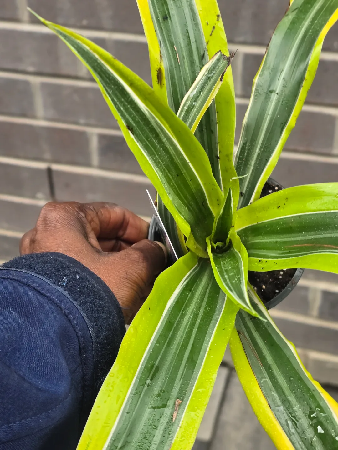 Dracaena Reflexa image indicator(3)
