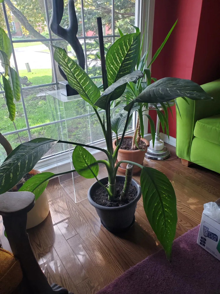 Diffenbacchia Plant with Pot and soil image indicator(2)