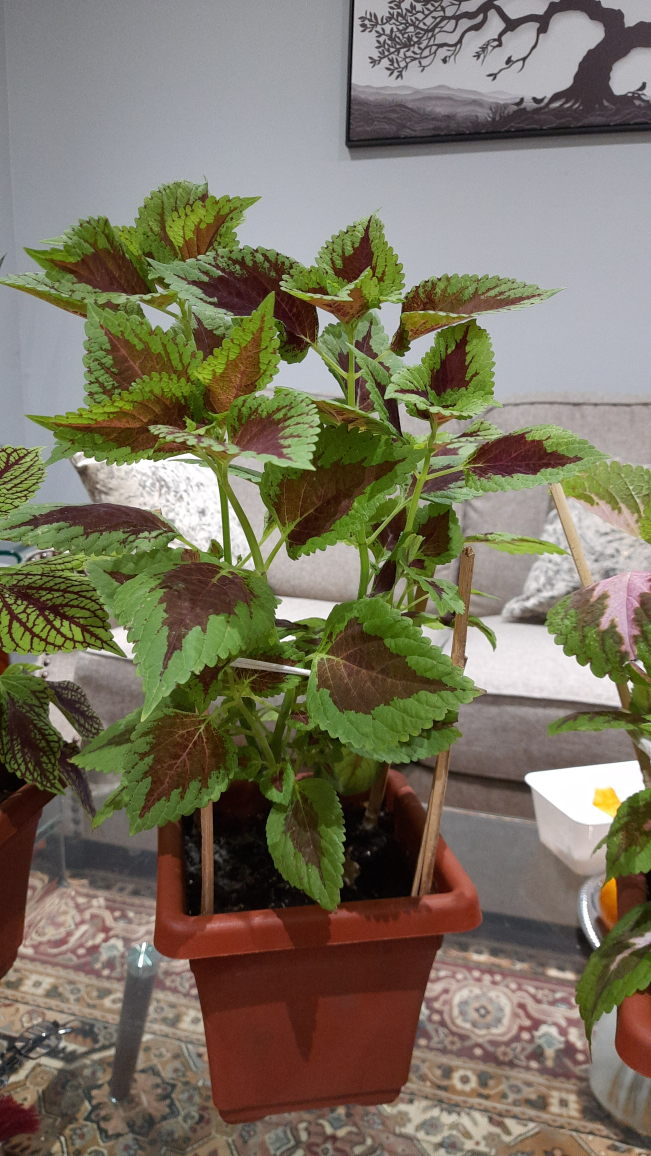 Coleus plant in terracotta pot