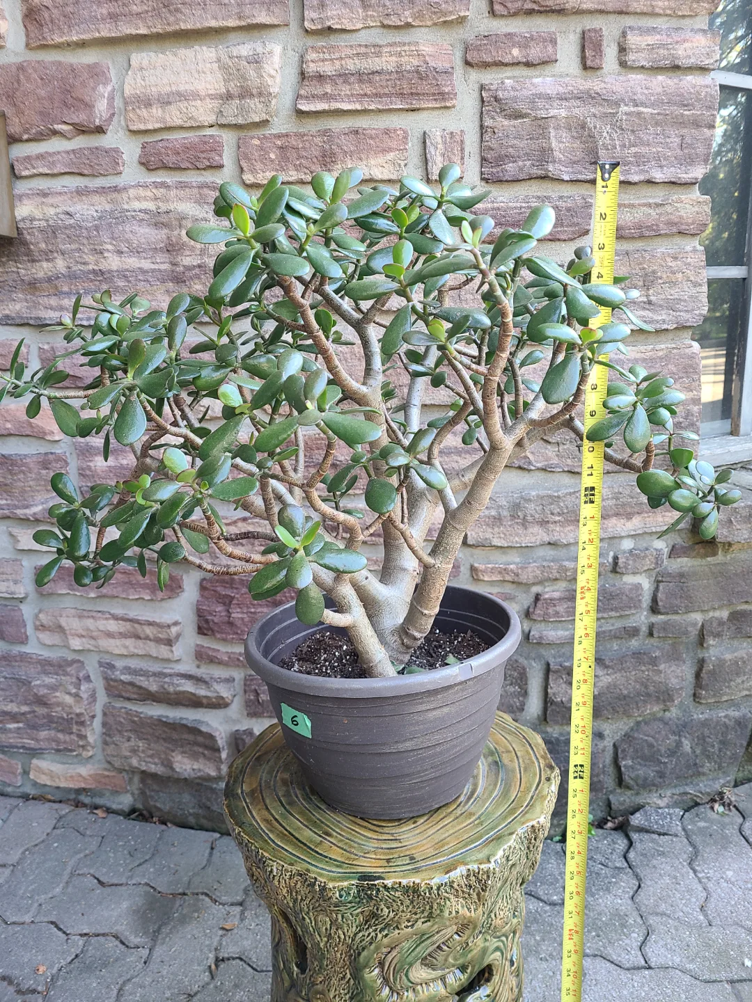 Large Jade Plant #6 image indicator(2)