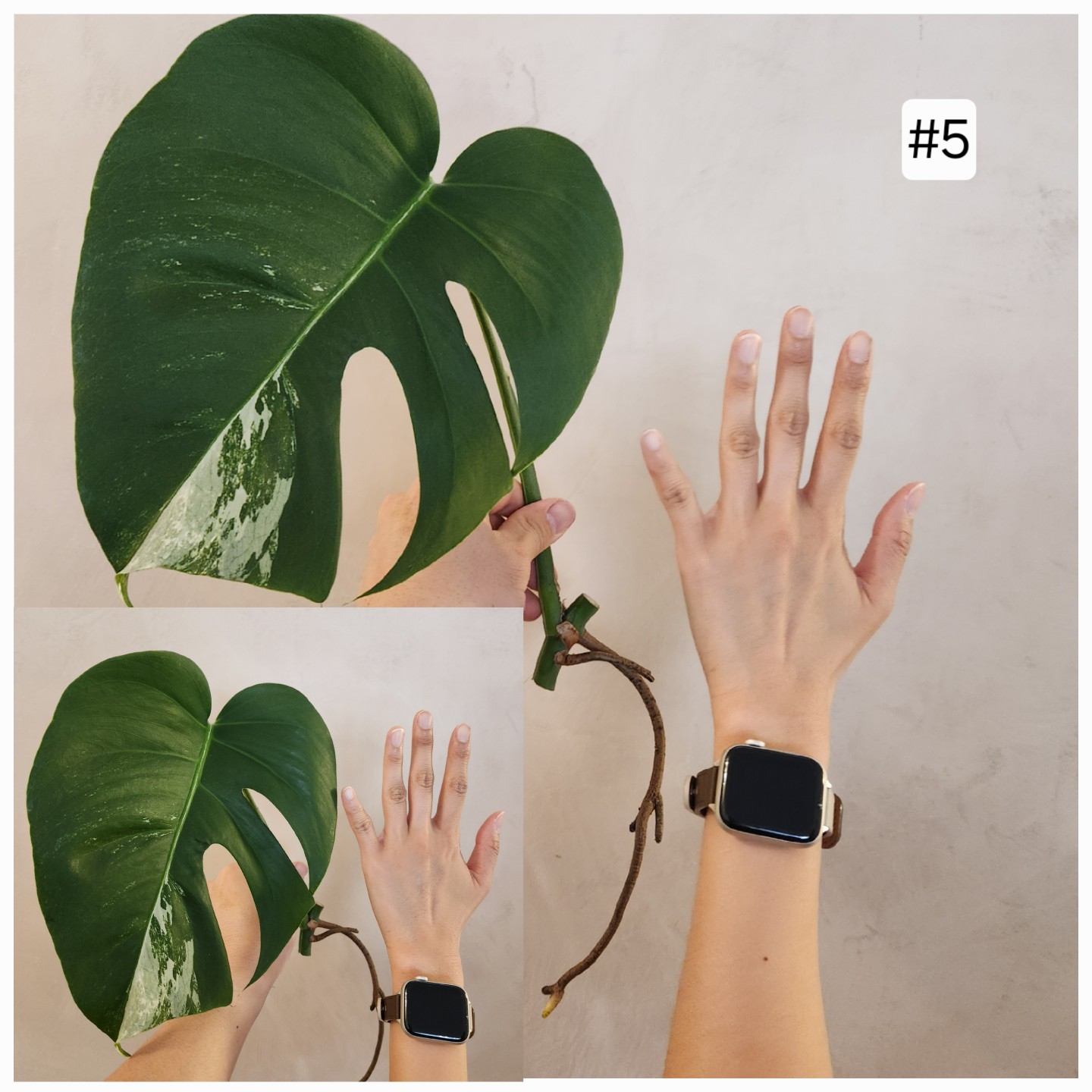 Albo Monstera 2nd Sale – Now Open! - photo 5