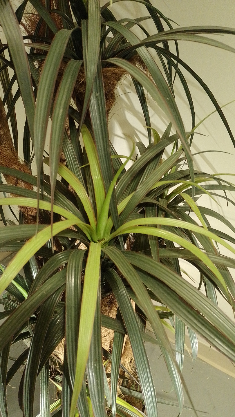 Large Artificial Dragon Tree in Decorative Basket - photo 4