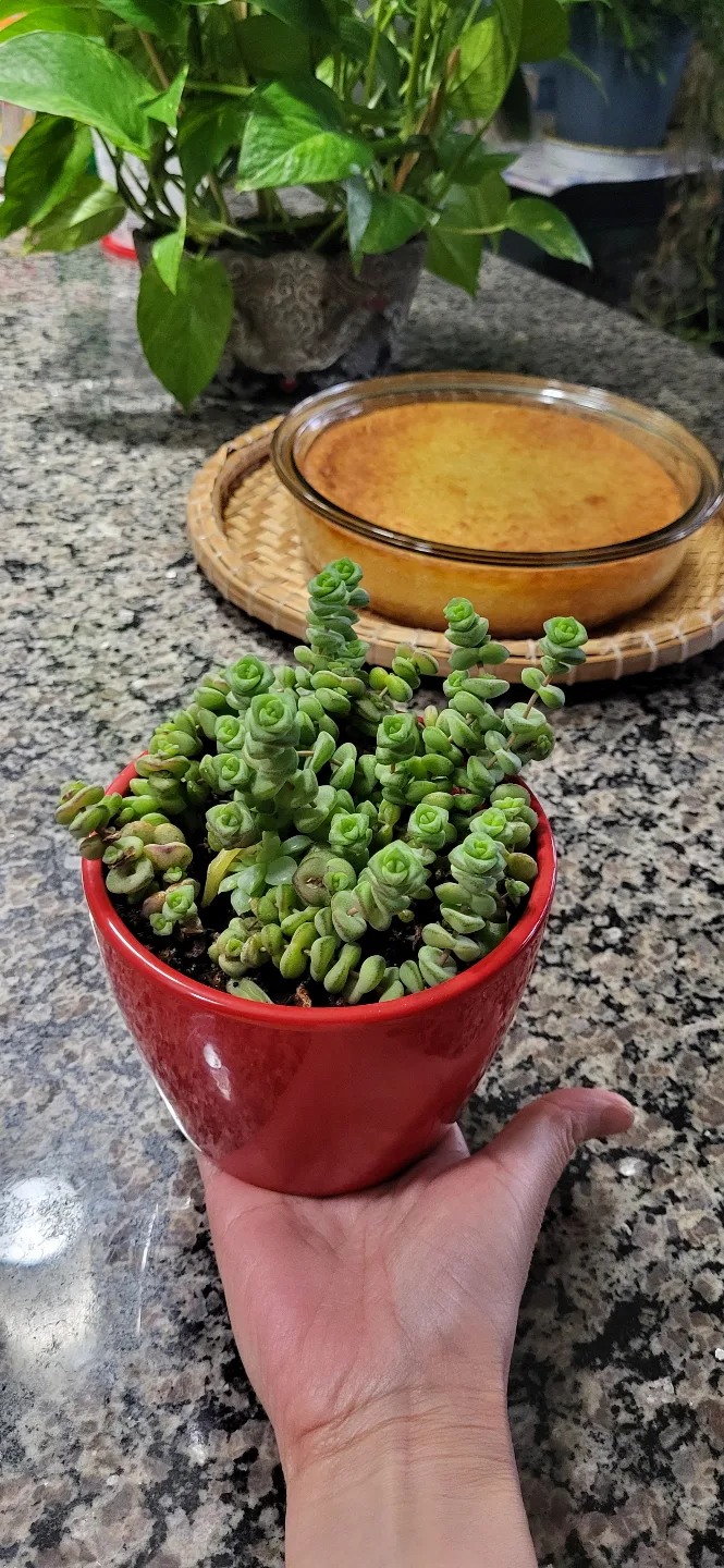 Healthy Crassula perforata in Red CERAMIC POT thumbnail