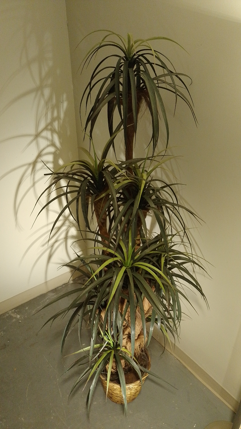 Large Artificial Dragon Tree in Decorative Basket - photo 5