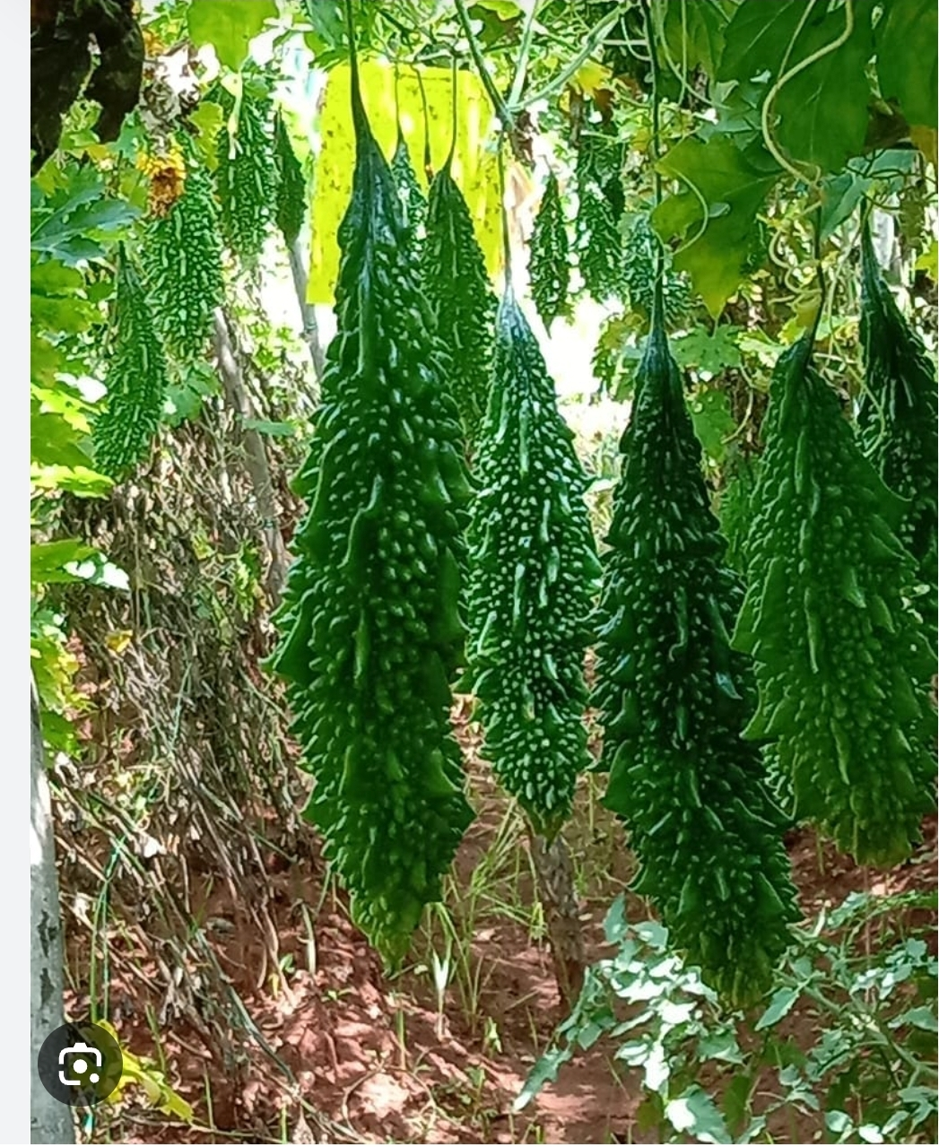 Bitter Melon Seedlings - photo 2