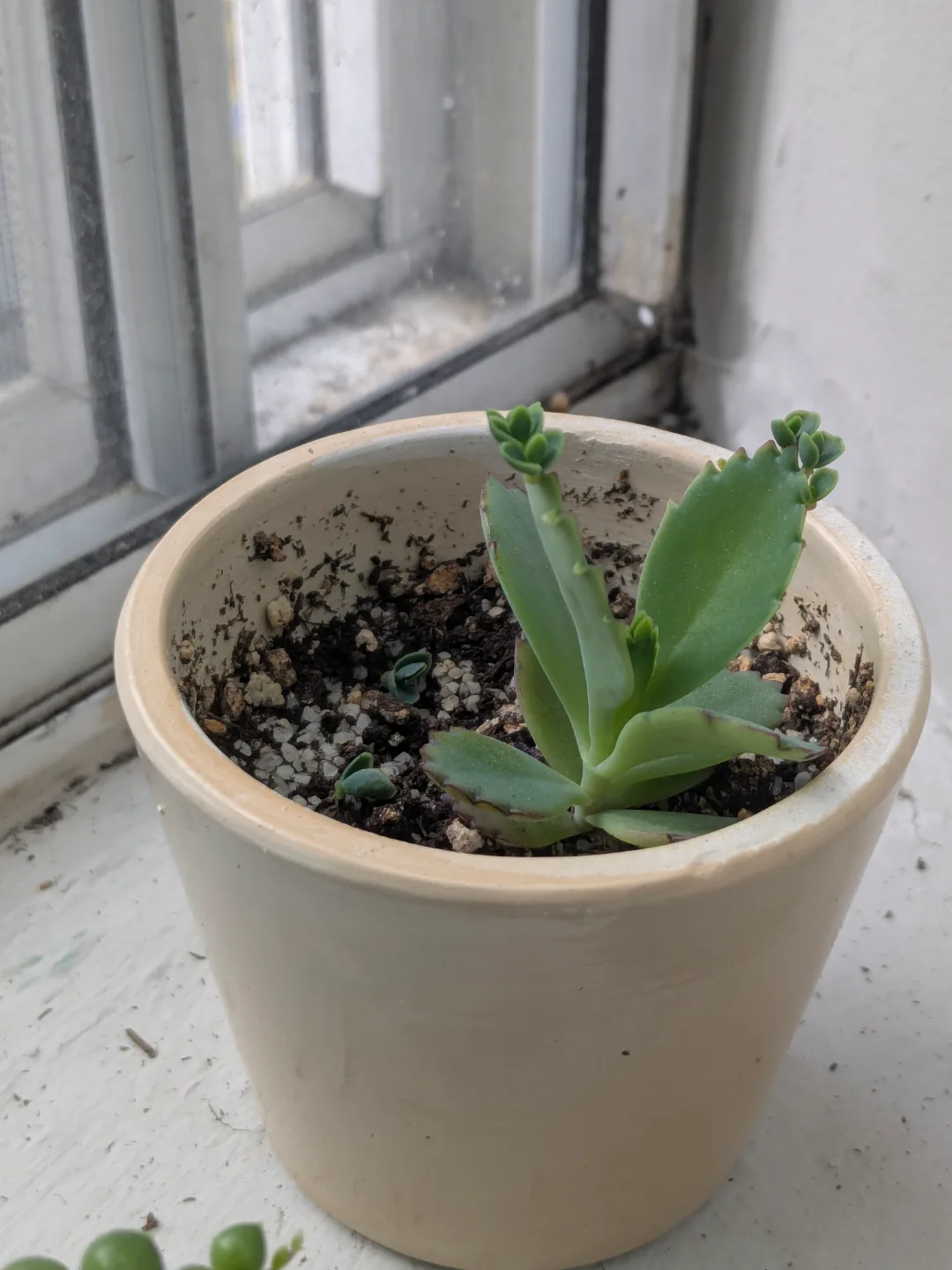 Kalanchoe plant (Mother of Thousands) *with pups! thumbnail