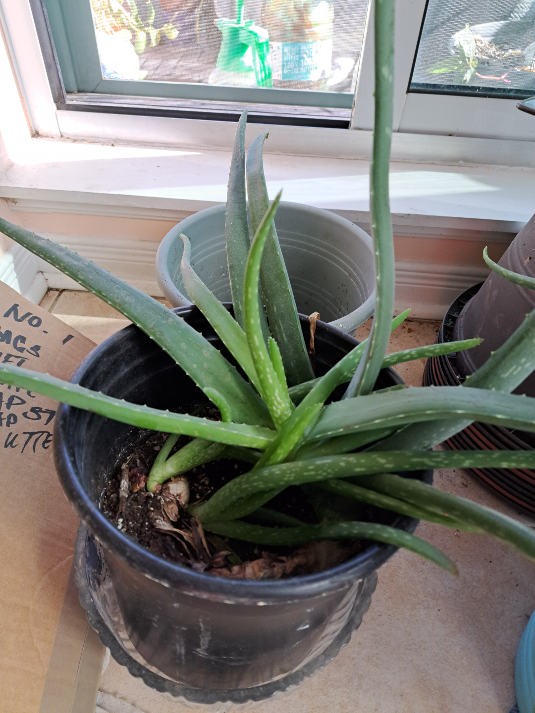 Aloe Vera Plant in Pot