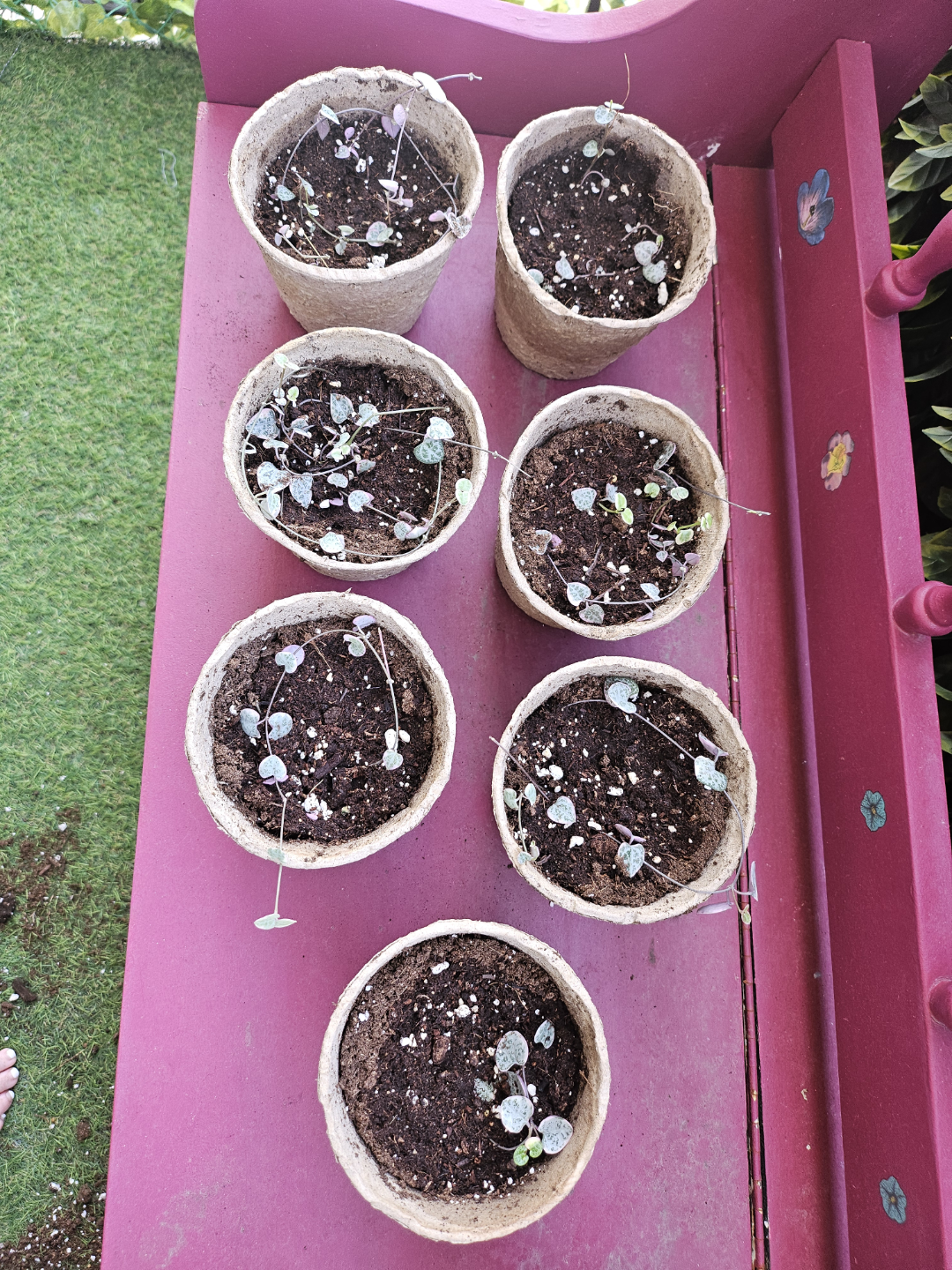 $2 PLANT BABIES - String of Hearts