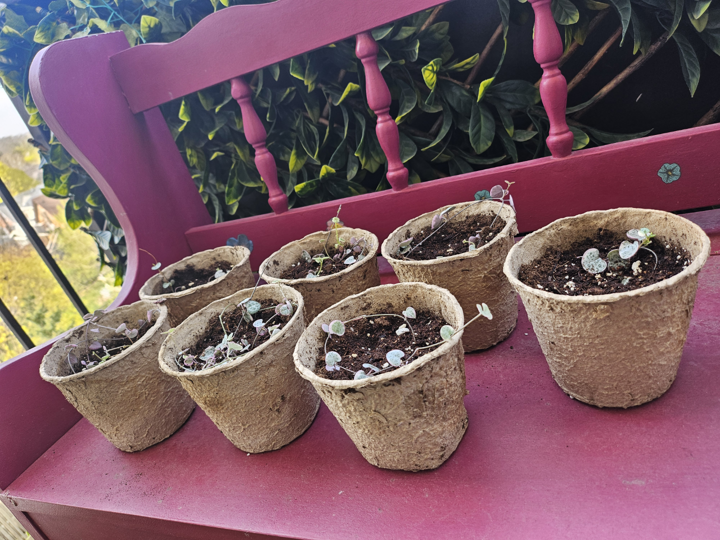 $2 PLANT BABIES - String of Hearts - photo 2